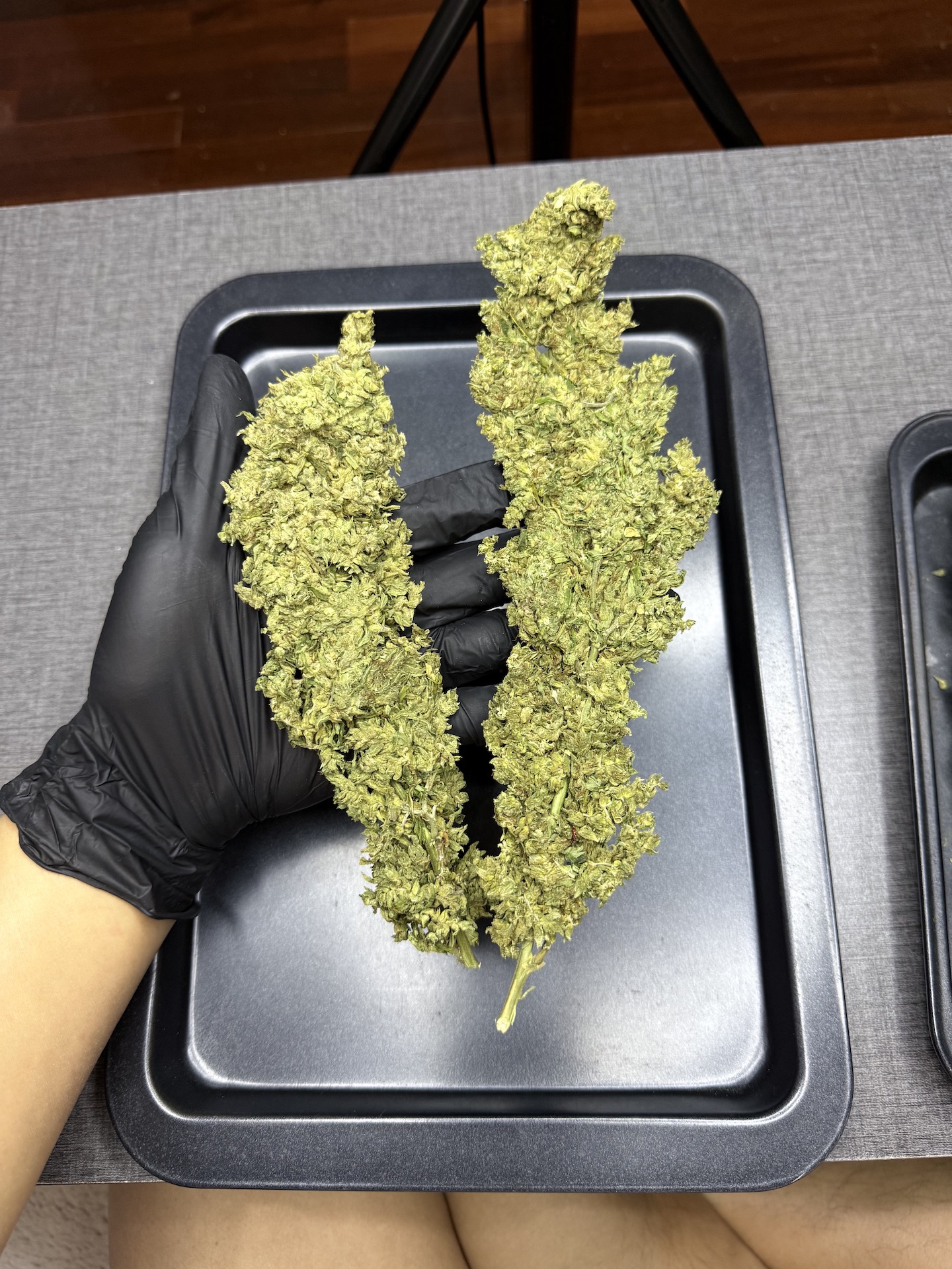 หางกระรอก OG / Thai Stick🚀 - Image 5