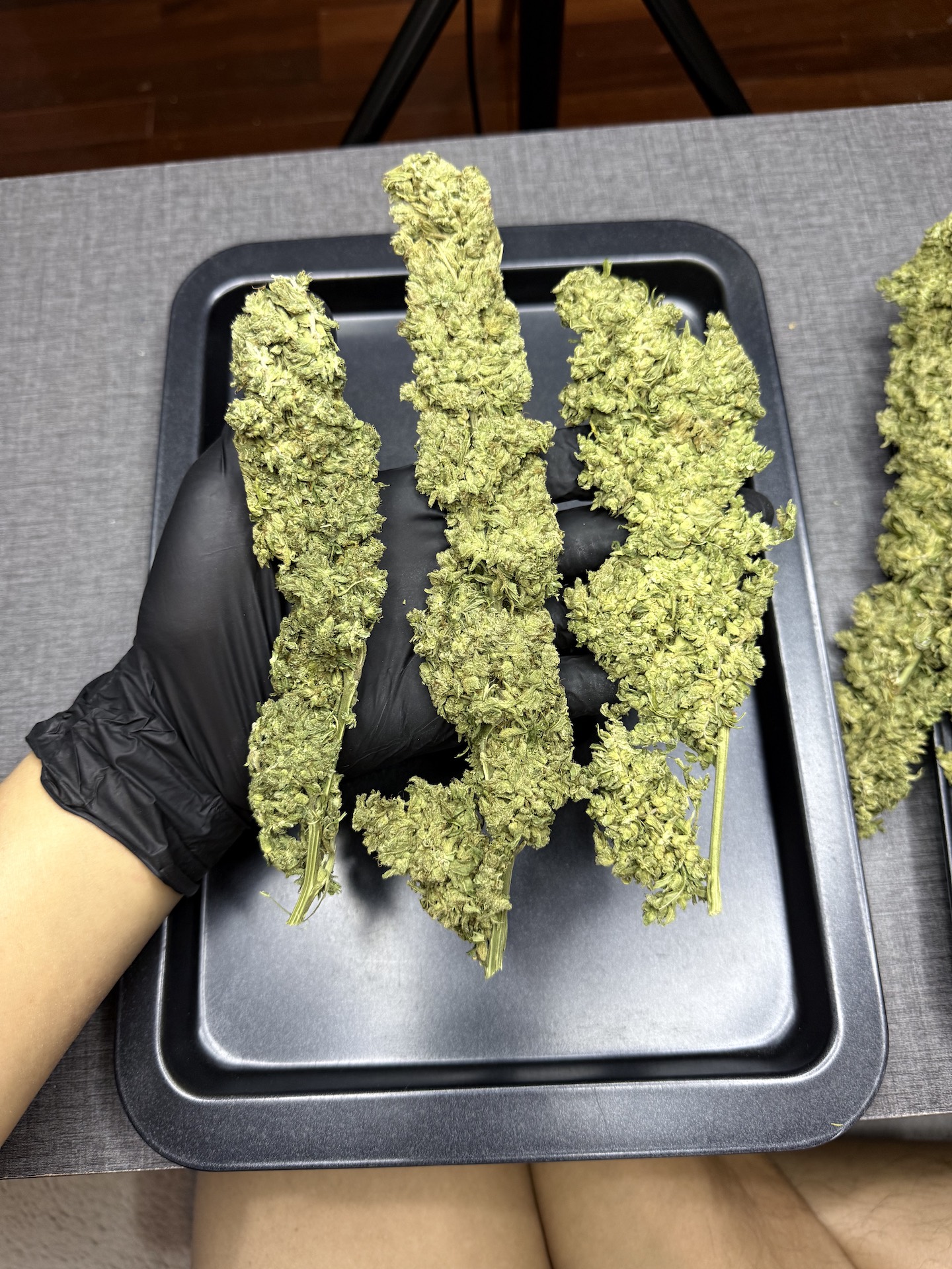 หางกระรอก OG / Thai Stick🚀 - Image 4