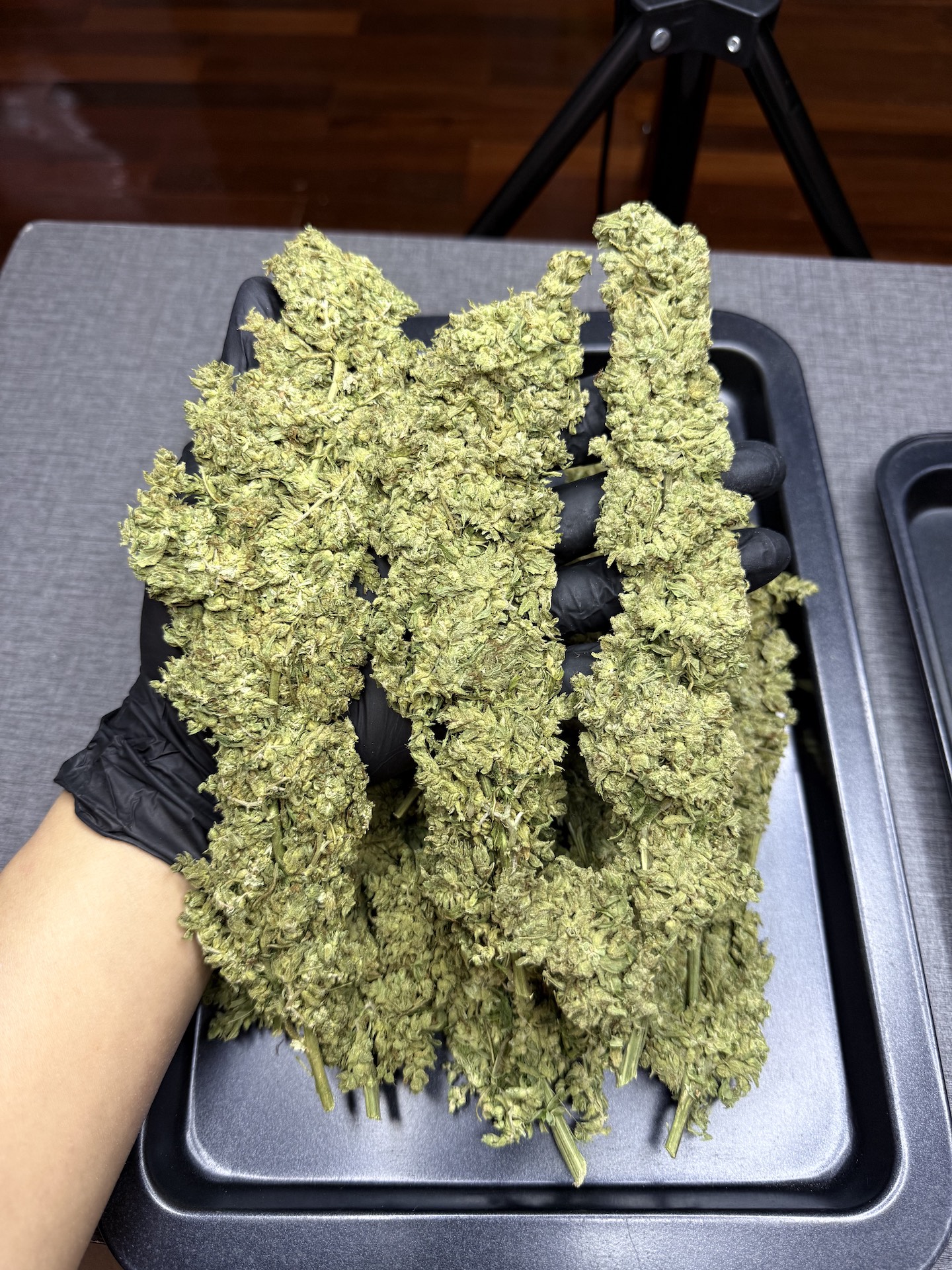 หางกระรอก OG / Thai Stick🚀 - Image 2