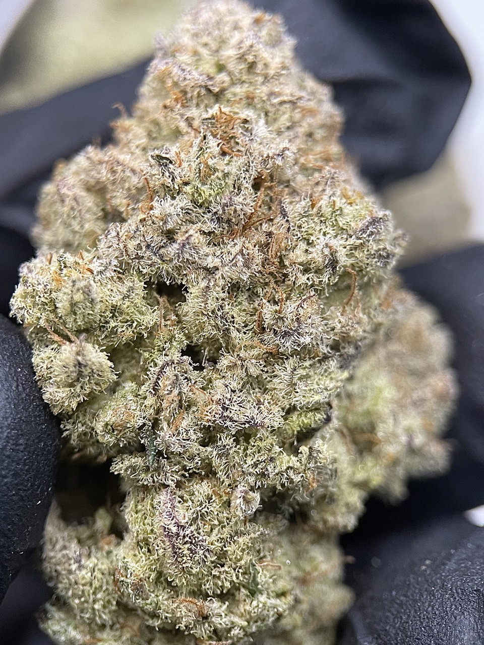 Fanta Sea RBX THC 25-30% By.ETHOS Genetics 🚀(Sold Out) 🚫 สินค้าที่ขายหมดแล้ว - Image 3