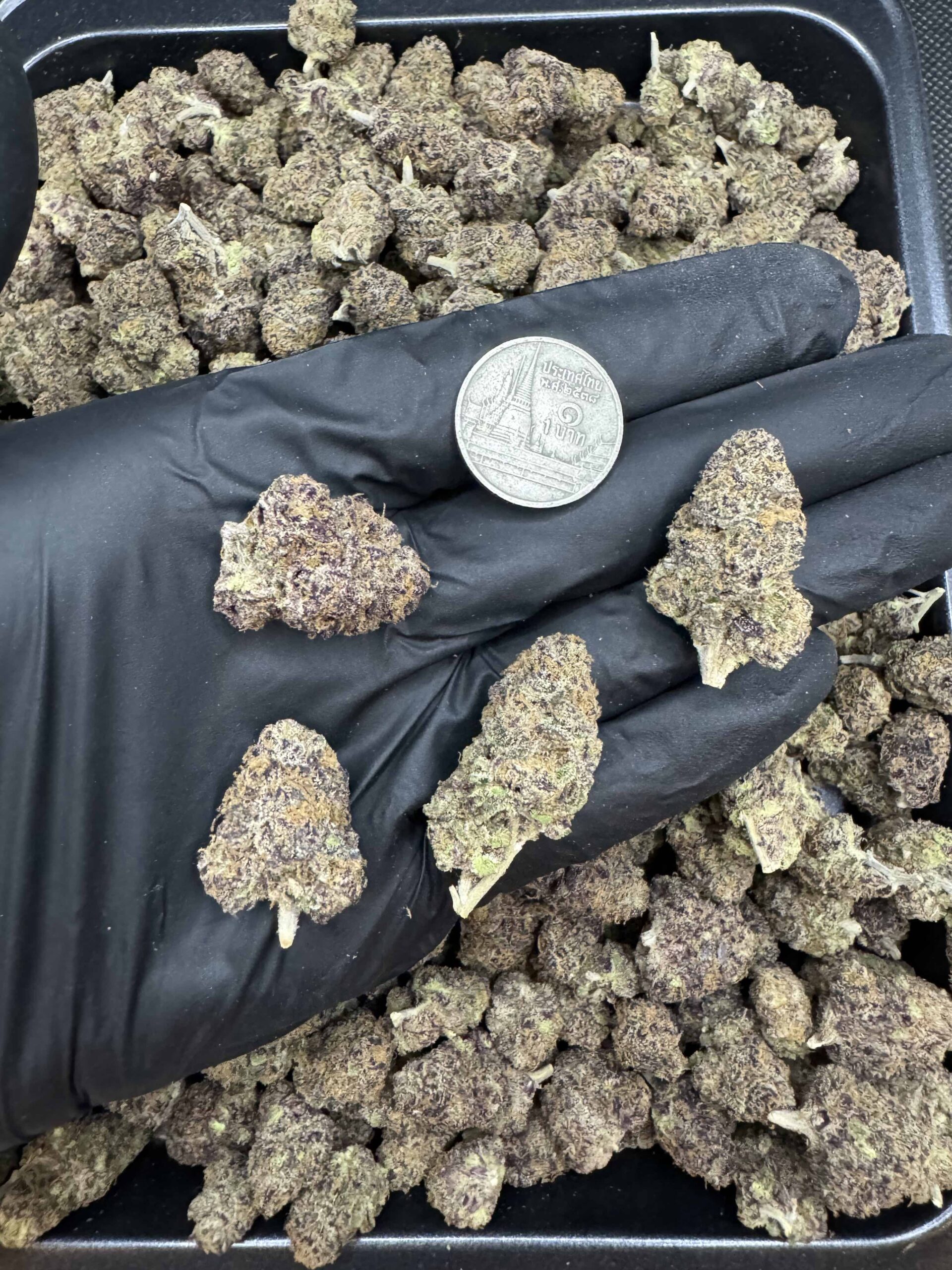 Fight Club (Pop) By.LIT Farms THC 25-30% ð - Image 3