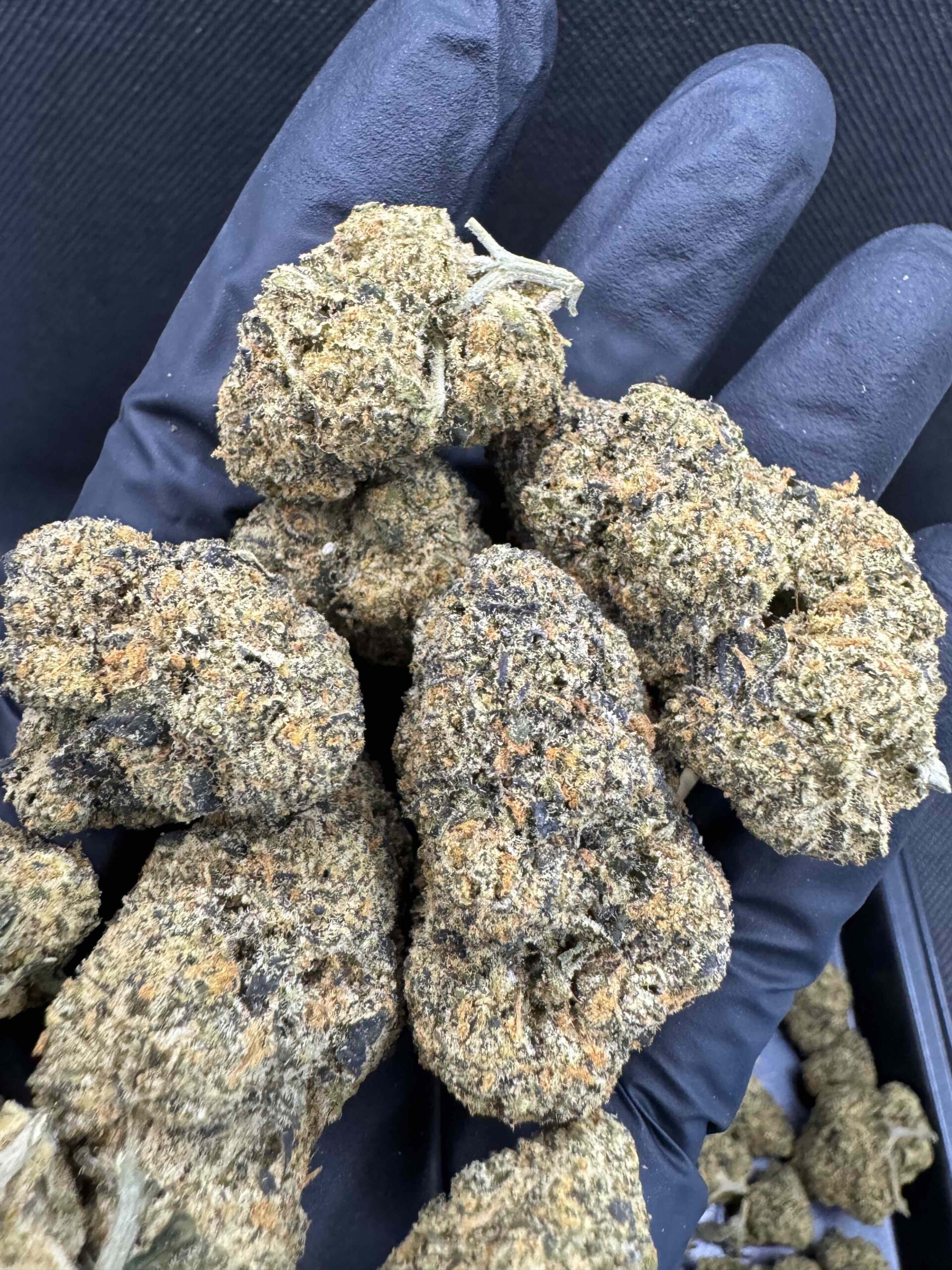 Jet Fuel Gelato THC 2530 🚀 MoonLight