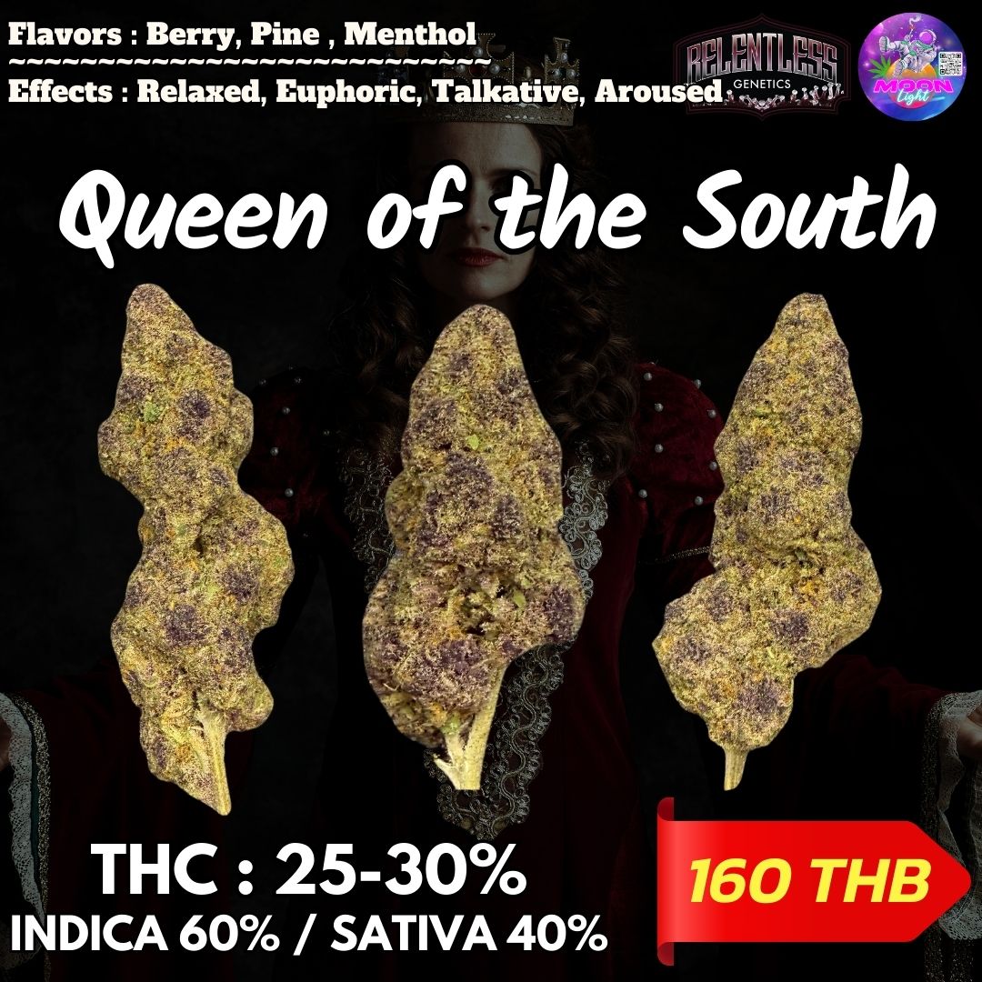 Queen of the South By. Relentless Genetics THC 25-30% 🌕 (Sold Out) 🚫 สินค้าที่ขายหมดแล้ว