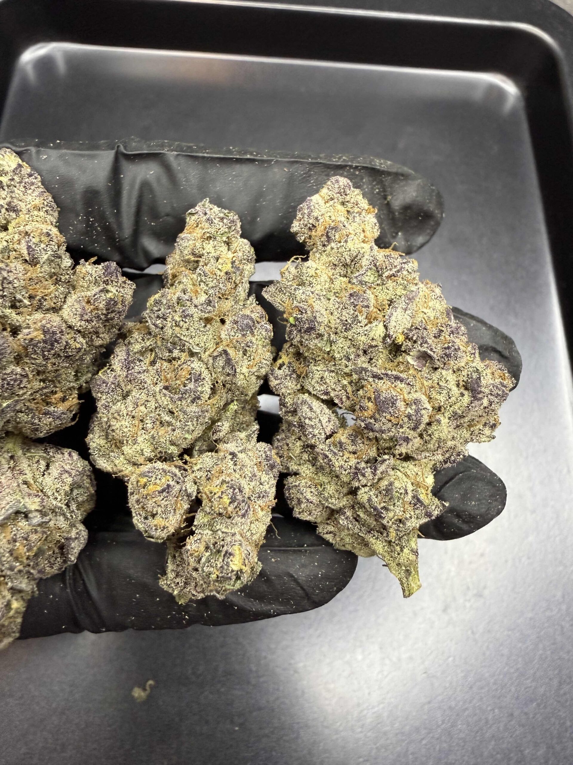 Sugar Show By. Exotic Genetix THC 25-30% 🚀 (Sold Out) 🚫 สินค้าที่ขายหมดแล้ว - Image 2