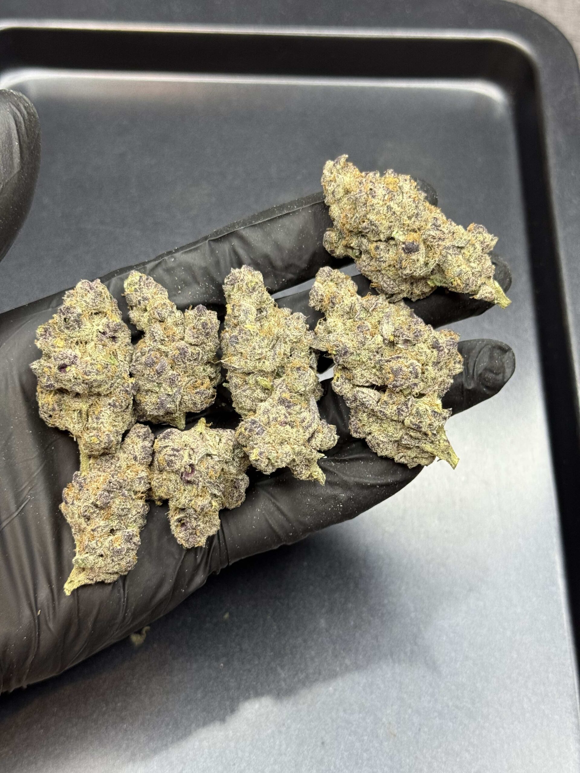 Sugar Show By. Exotic Genetix THC 25-30% 🚀 (Sold Out) 🚫 สินค้าที่ขายหมดแล้ว - Image 4