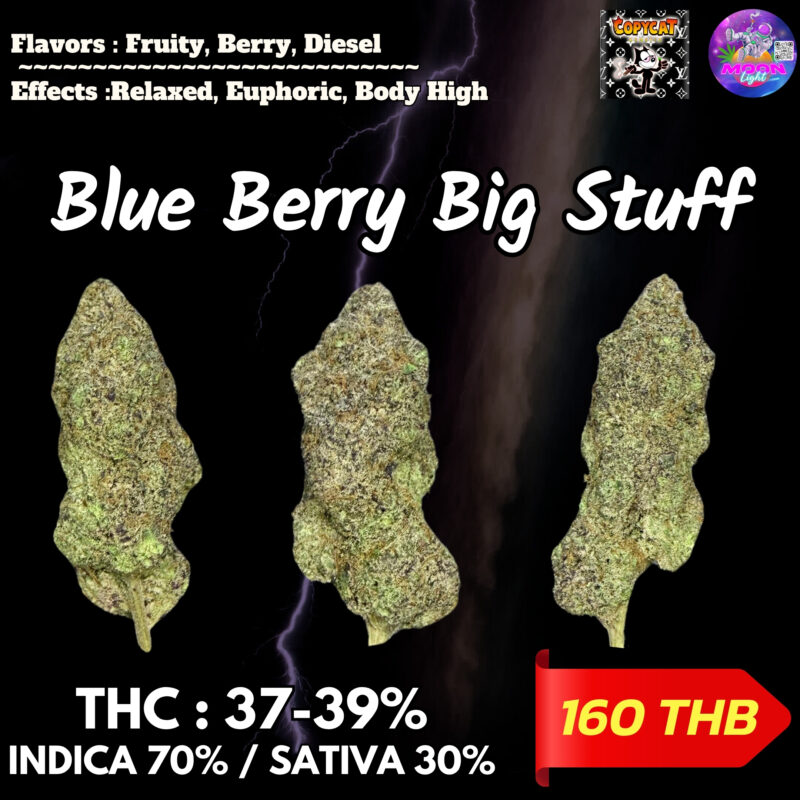 Blue Berry Big Stuff S1 By. Copycat Genetix THC 37-39% 🌕 (Sold Out) 🚫 สินค้าที่ขายหมดแล้ว