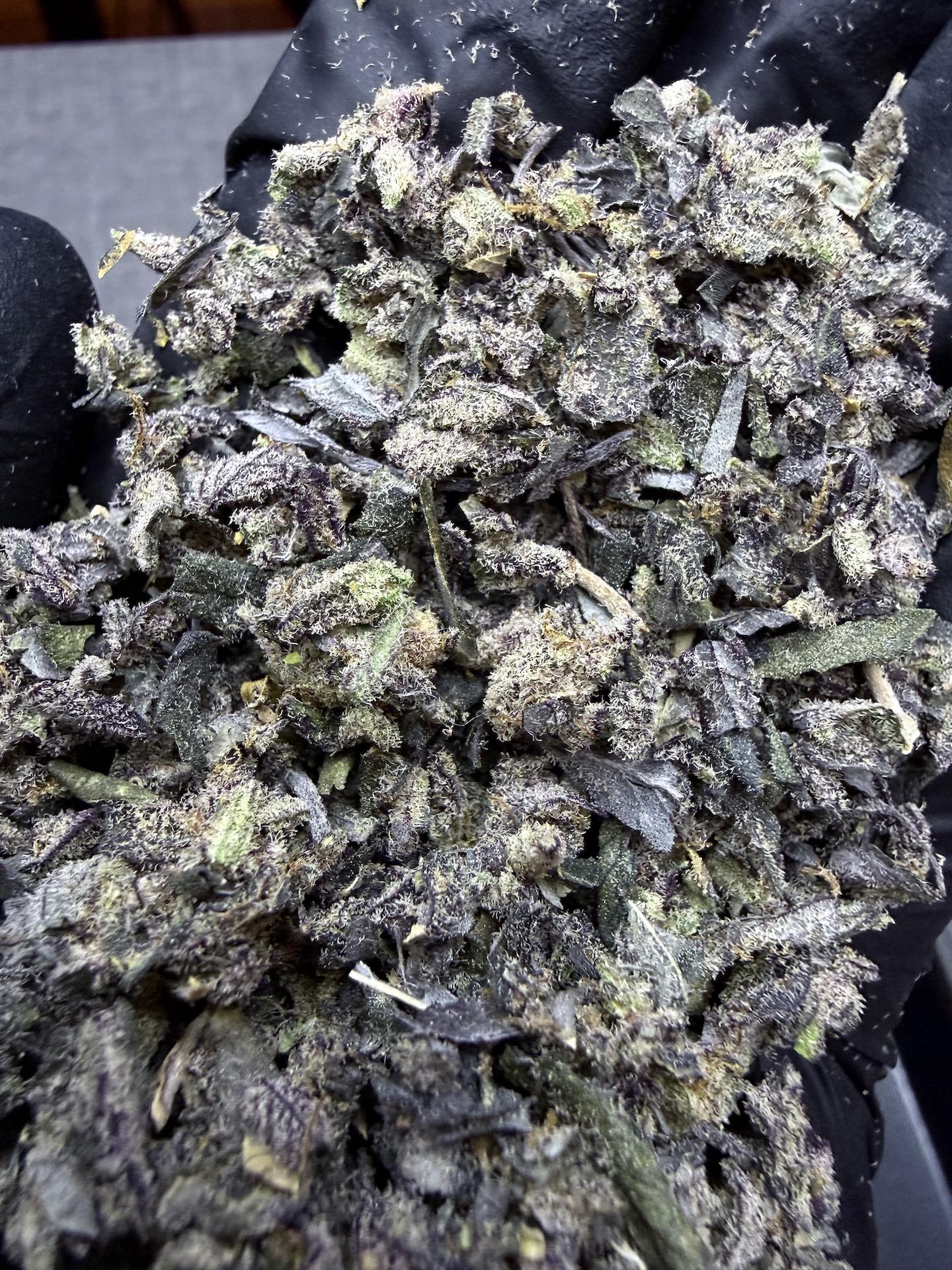 ทริม+ดอกแตก Apple Candie By. Elev8 Seeds THC 25-30% - Image 4