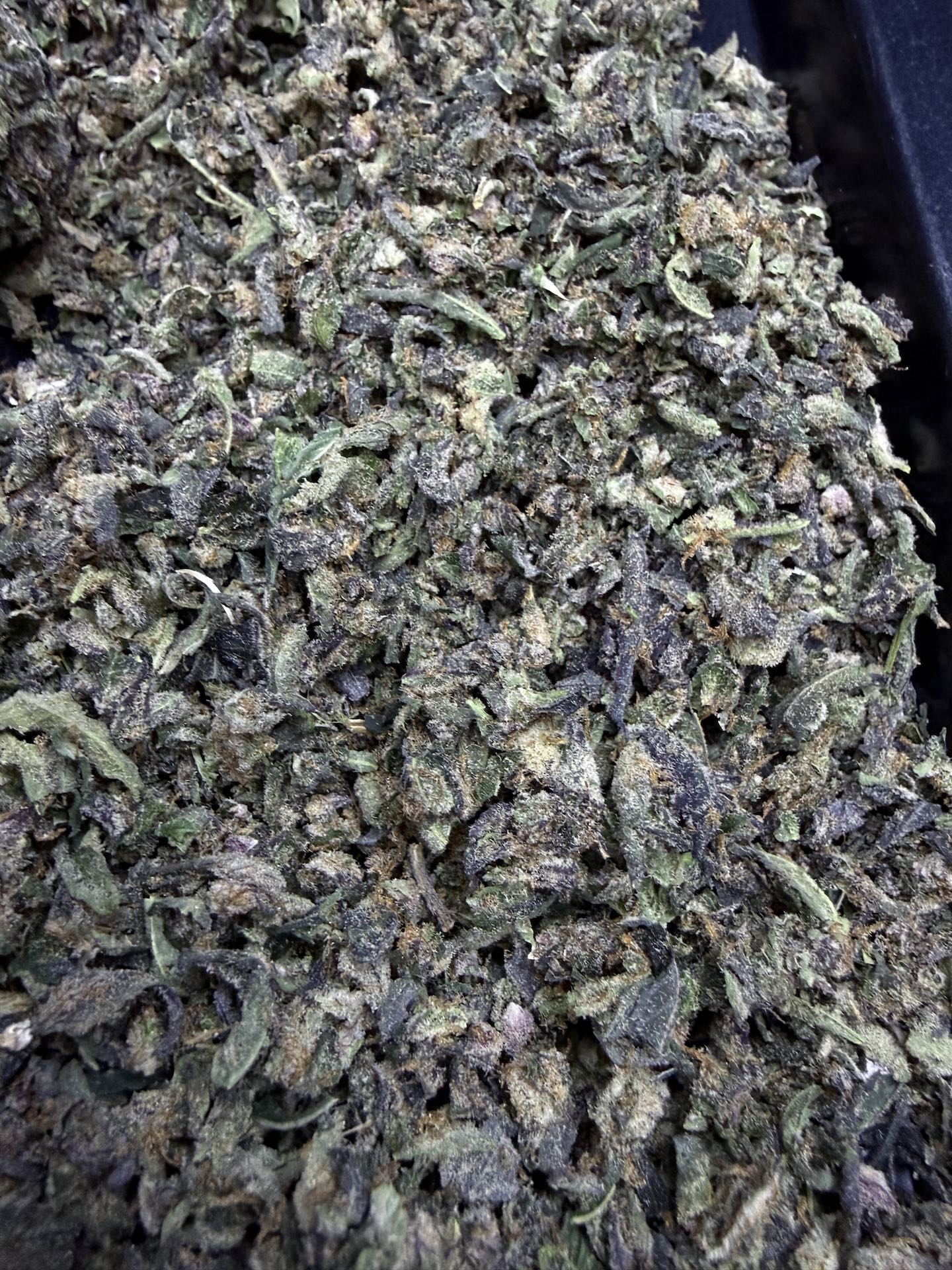 ทริม+ดอกแตก Motor Breath By. Blimburn Seeds THC 25-30% - Image 4