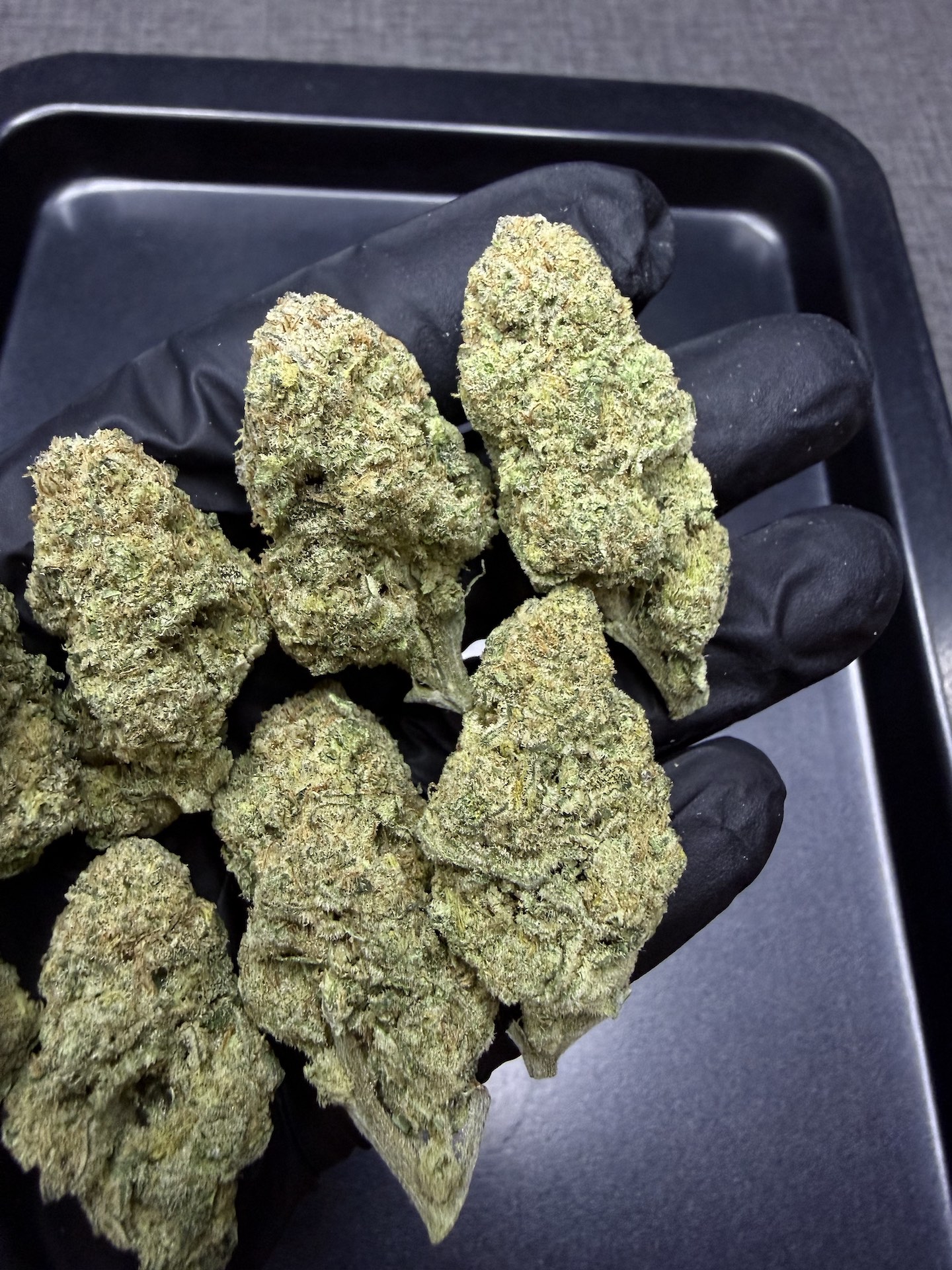 Santa Marta By. Seed Stockers THC 25-30% - Image 3