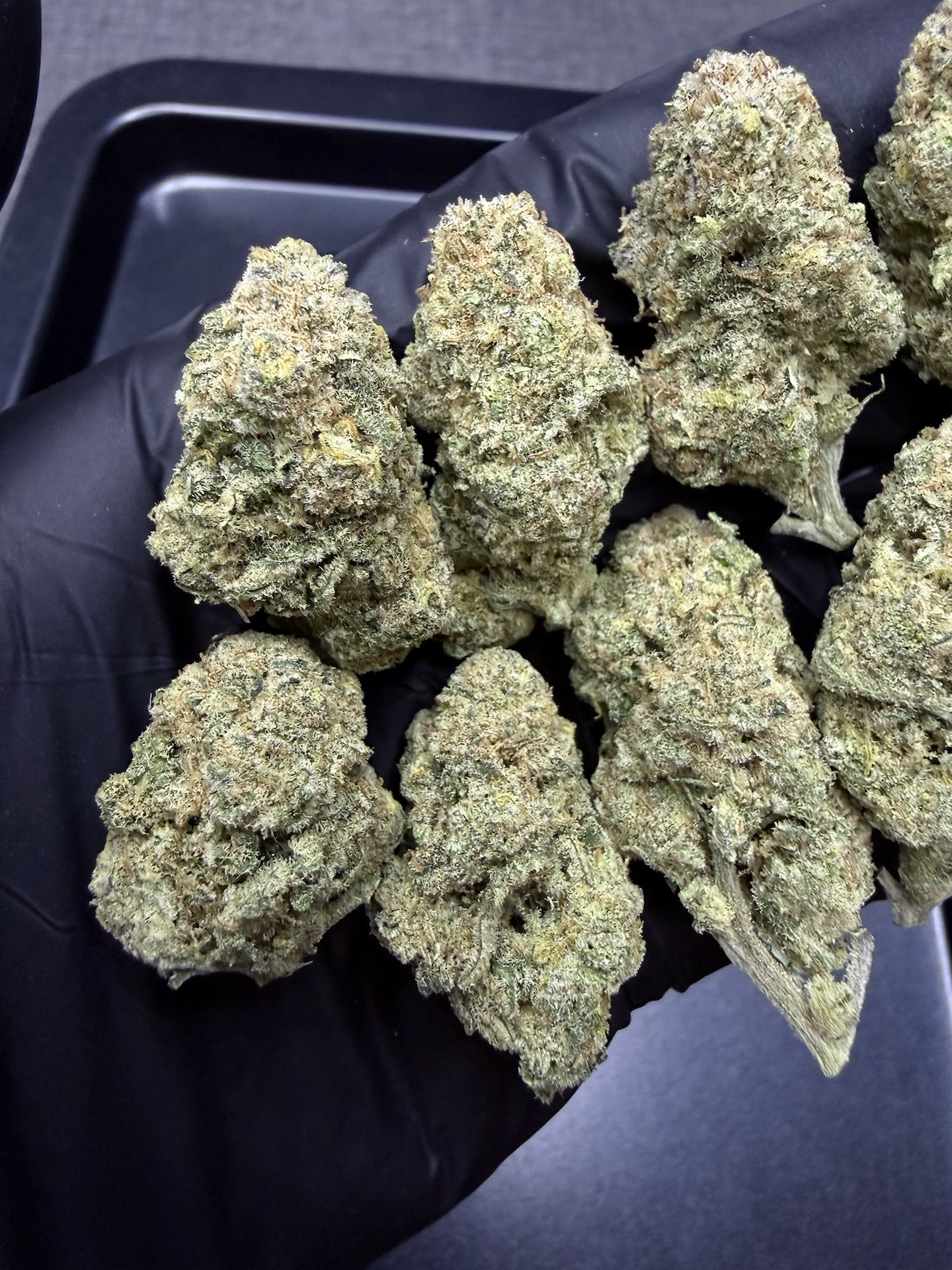 Santa Marta By. Seed Stockers THC 25-30% - Image 4