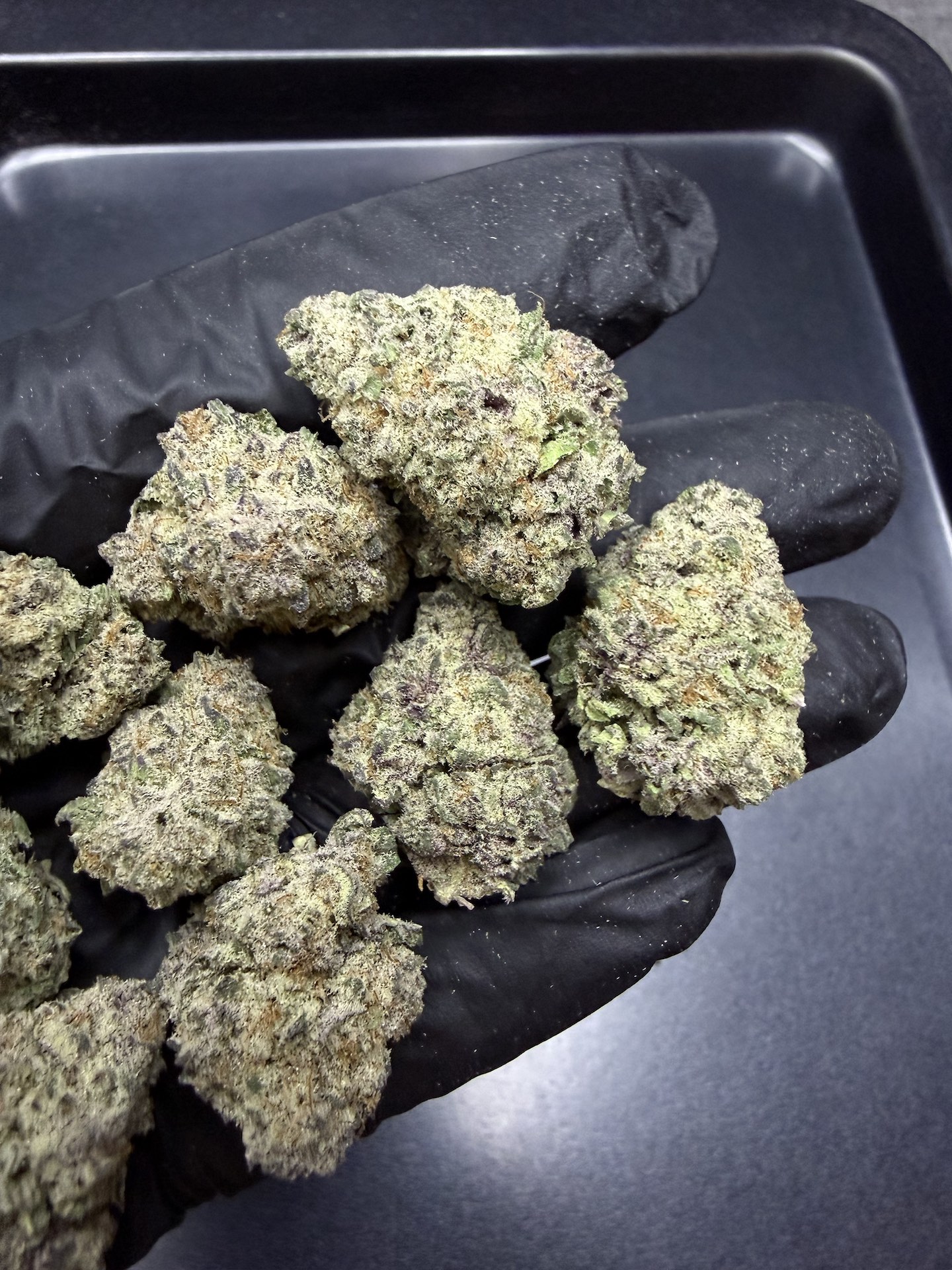 Ghost Train Haze By. Blimburn Seeds THC 25-30% - Image 5