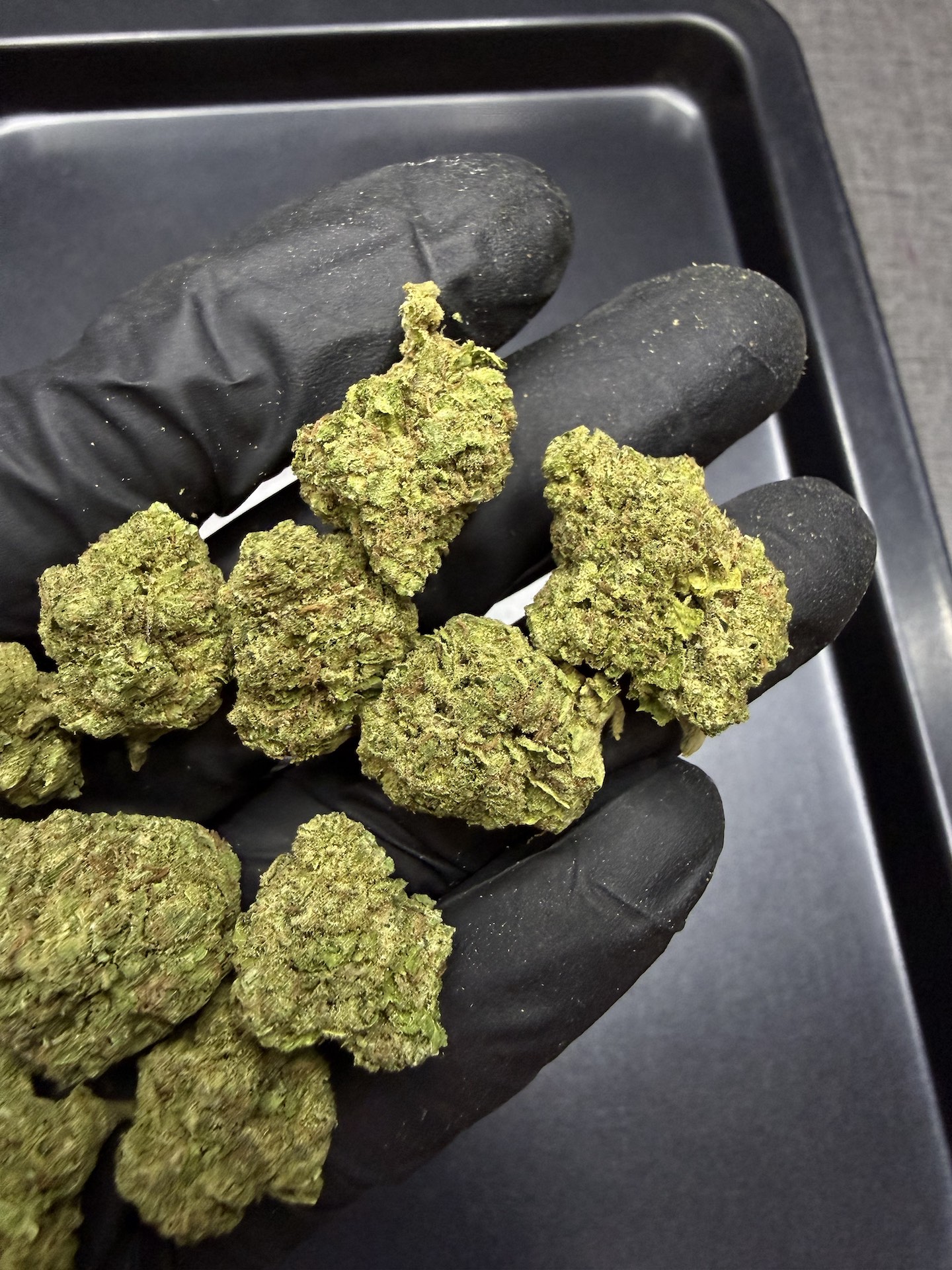 Colombian Gold THC 25%+ ðļ - Image 5