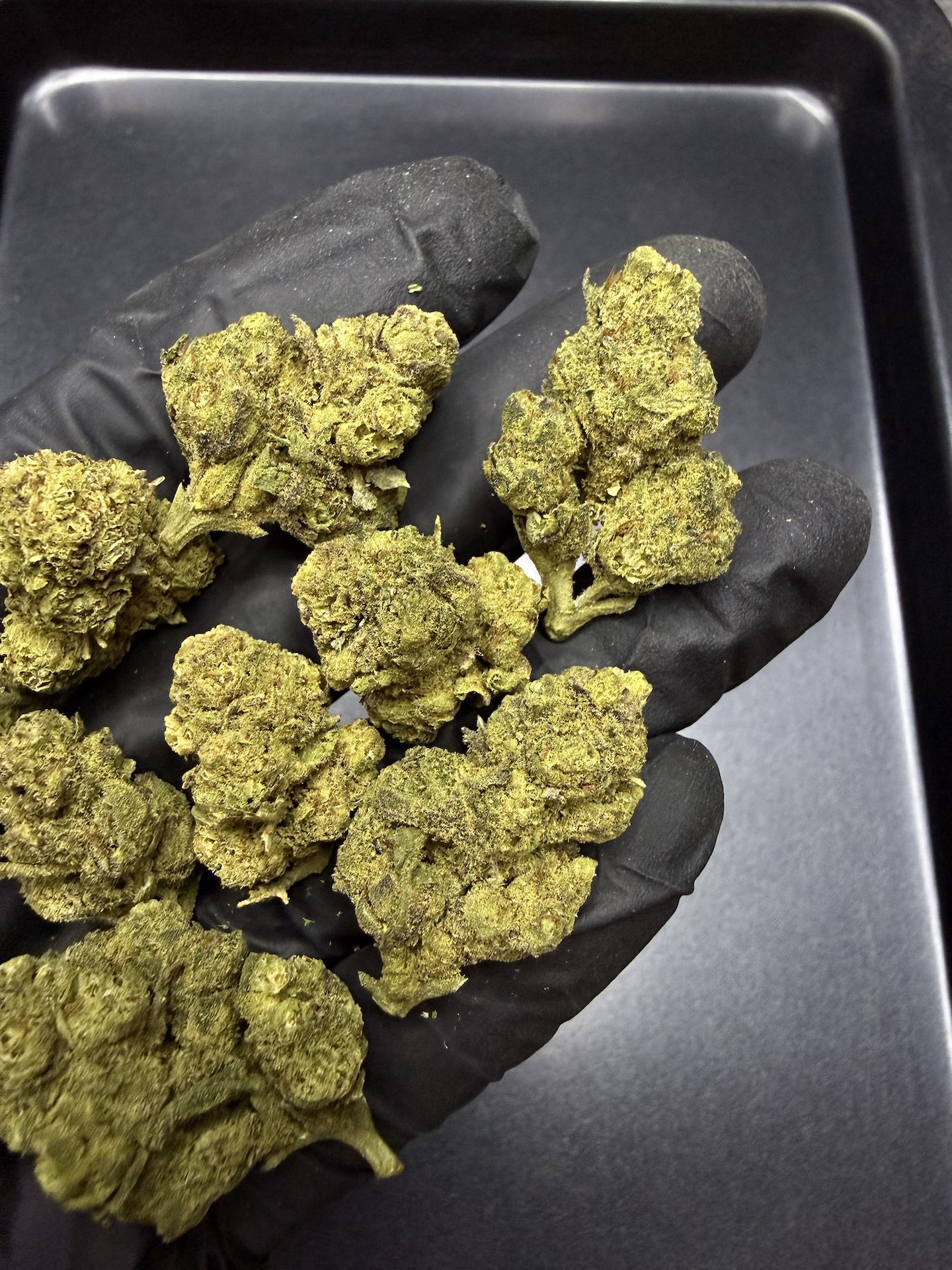 Tropical Heat THC 25%+ ðļ - Image 3