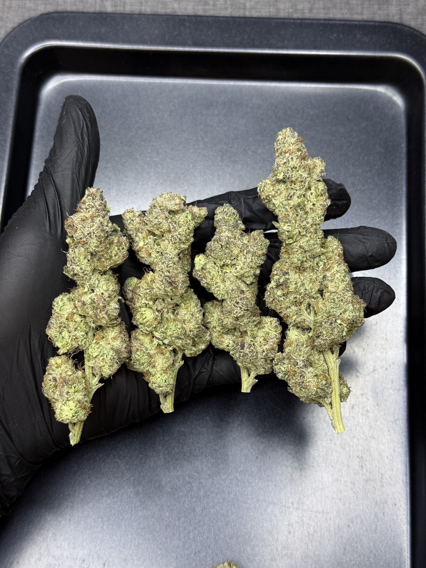 Zesty Sherb By. Symbiotic Genetics THC 25-30% - Image 2