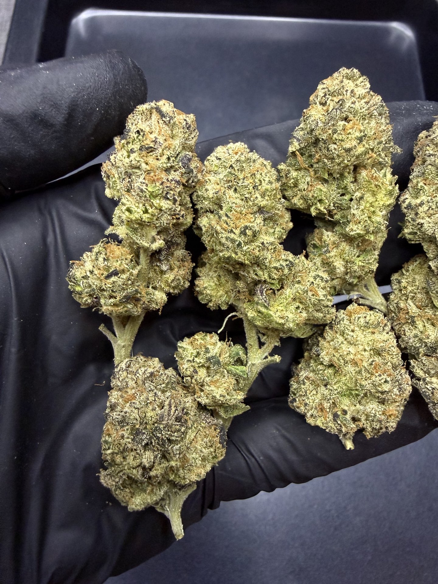 Planet Bang Bang By. Exotic Genetix THC 25-30% - Image 4