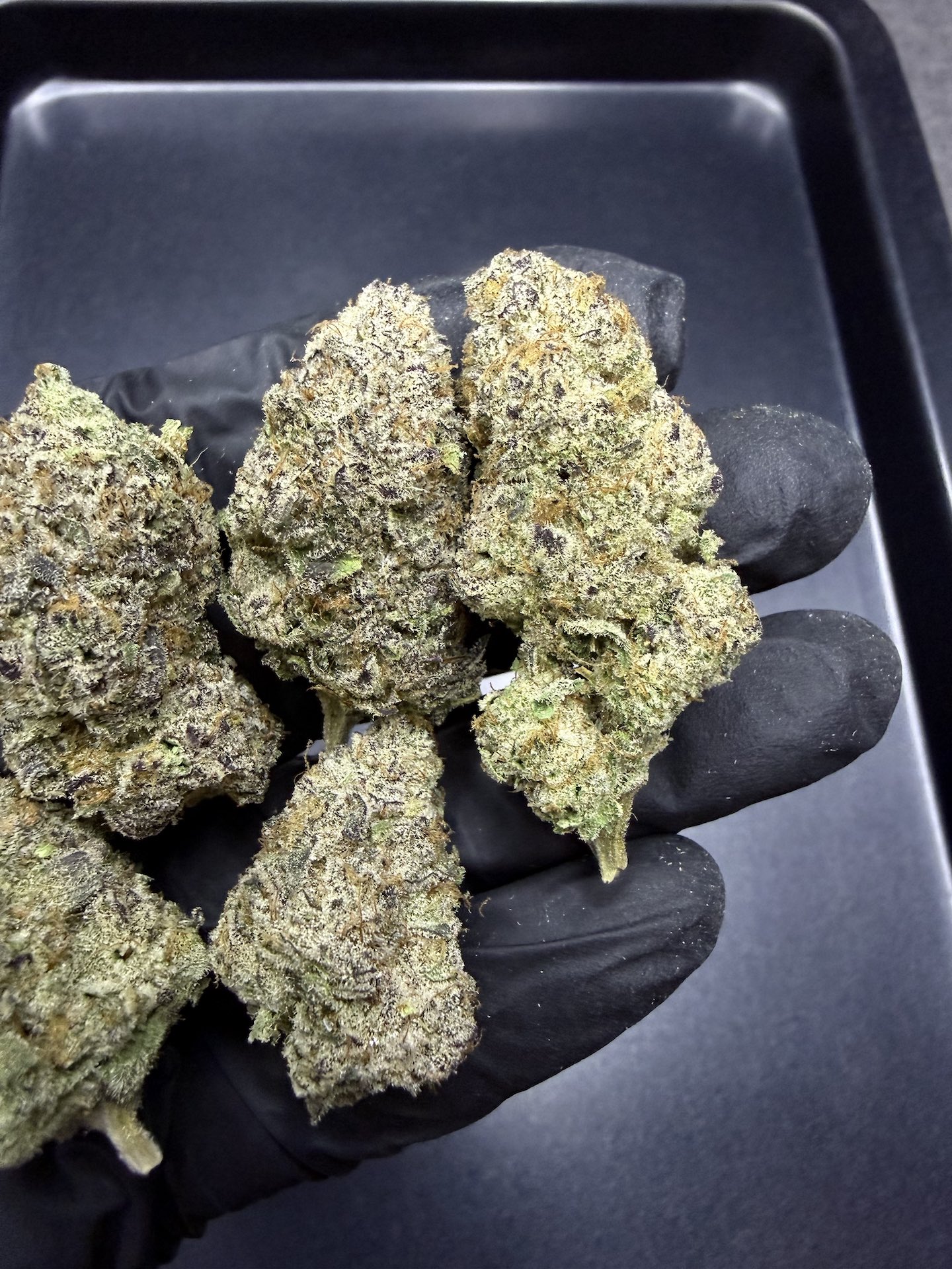 Golden State Banana S1 By. Copycat Genetix THC 30%+ - Image 3