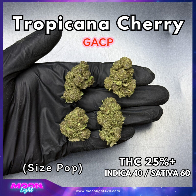 Tropicana Cherry  THC 25%+ 🛸