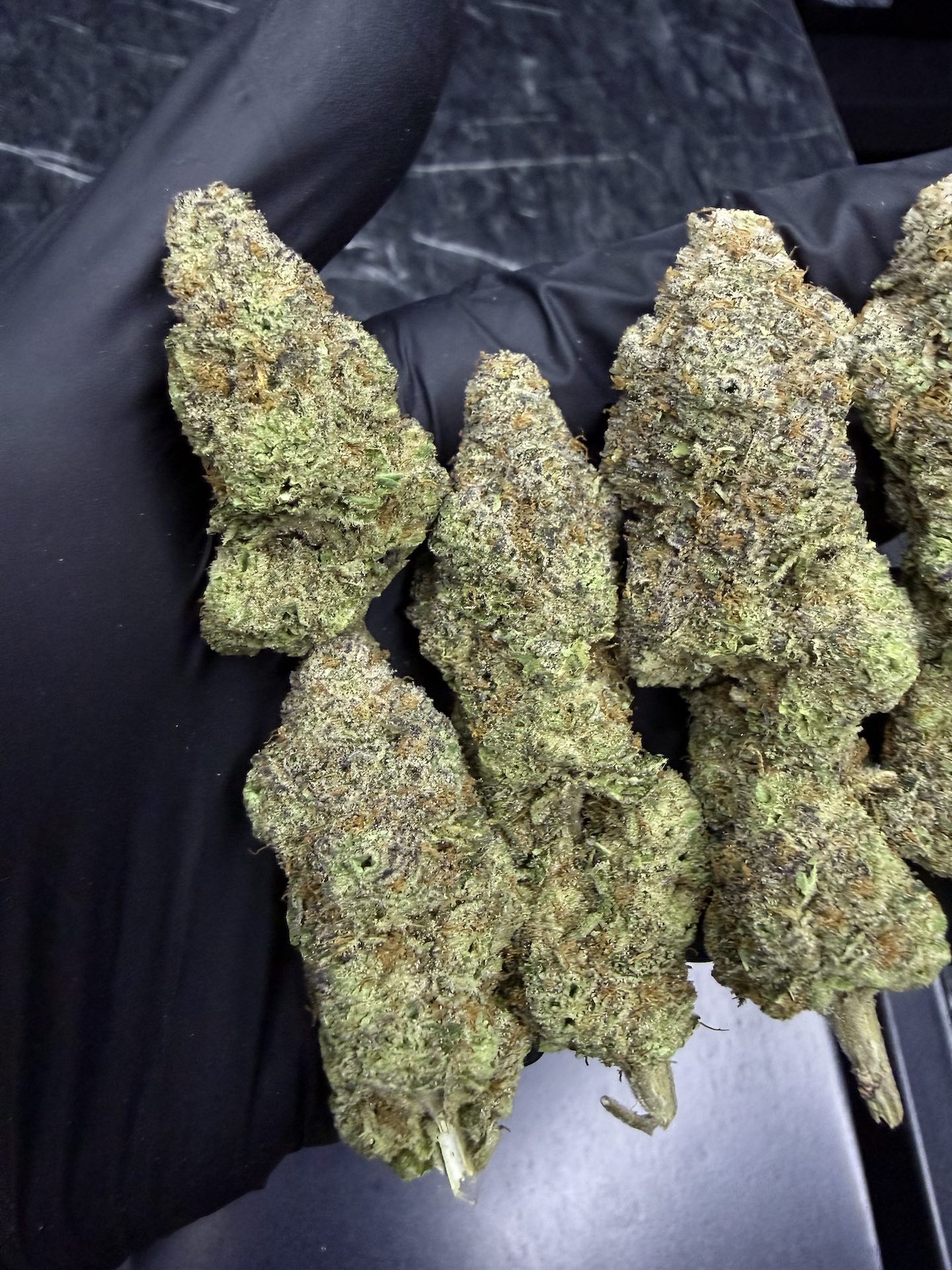 Banana Verde By. Elev8 Seeds THC 25-30% - Image 4