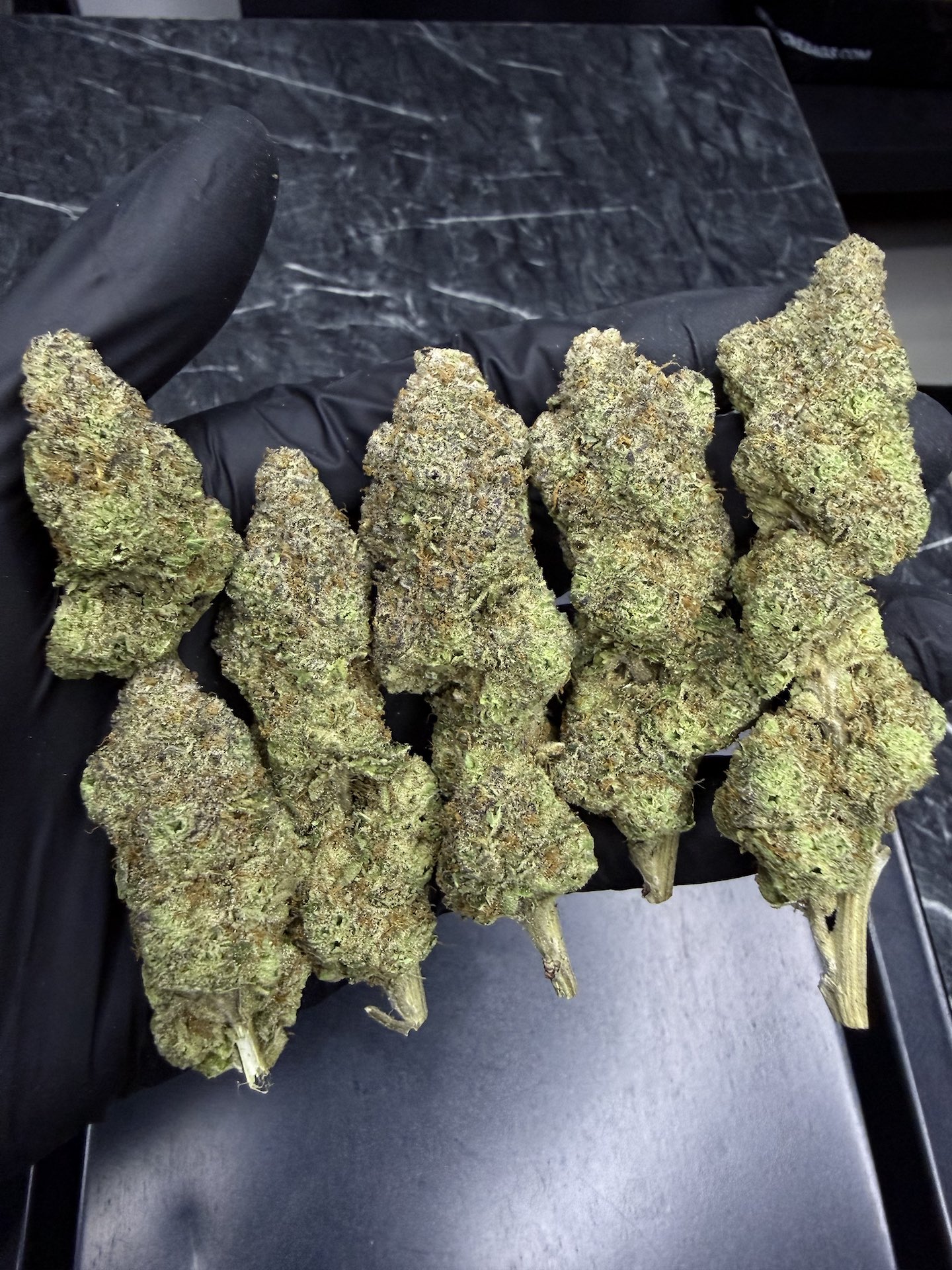 Banana Verde By. Elev8 Seeds THC 25-30% - Image 5
