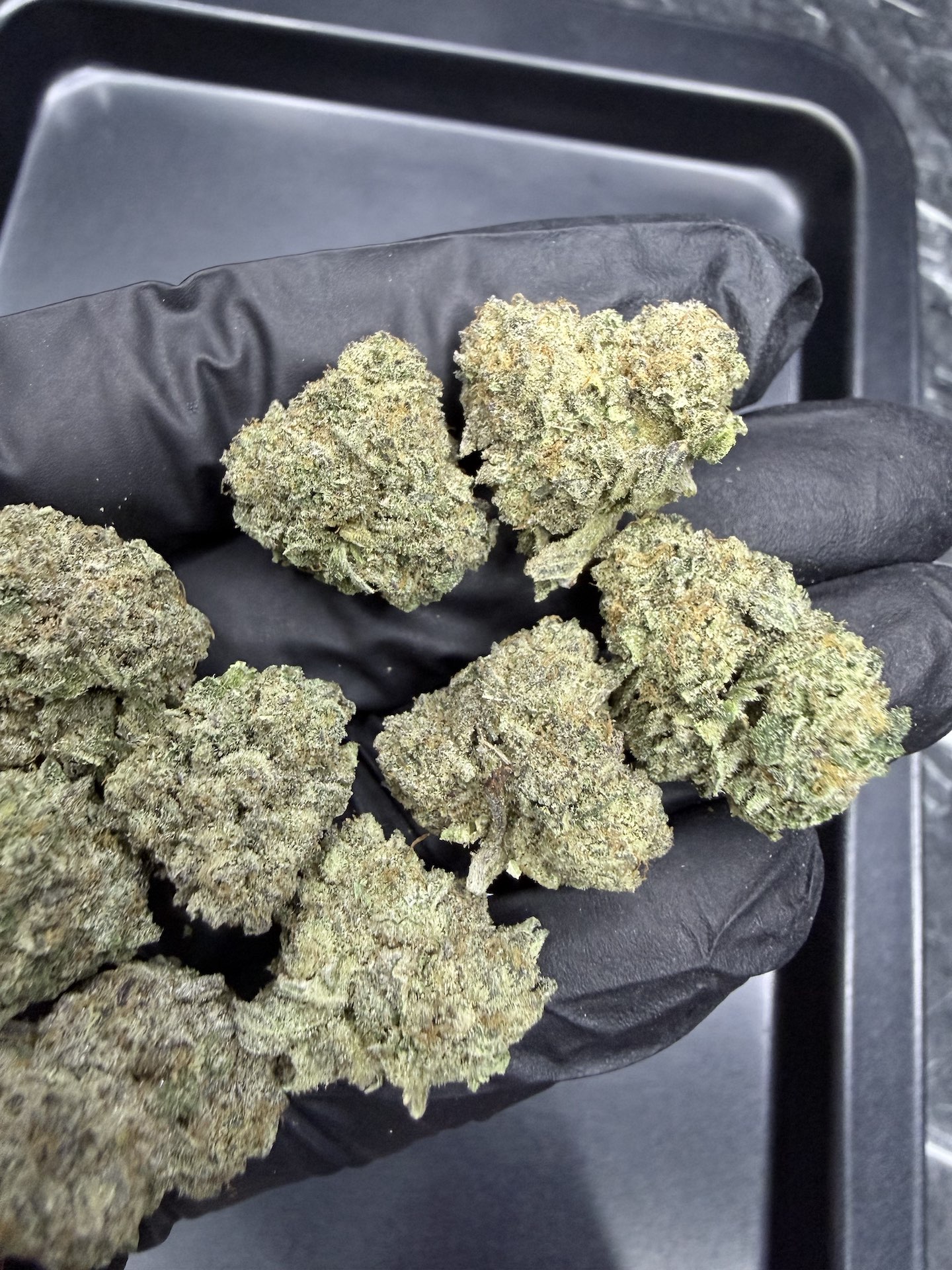 Birthday Cake S1 By. Cannarado Genetics THC 25-30% - Image 4