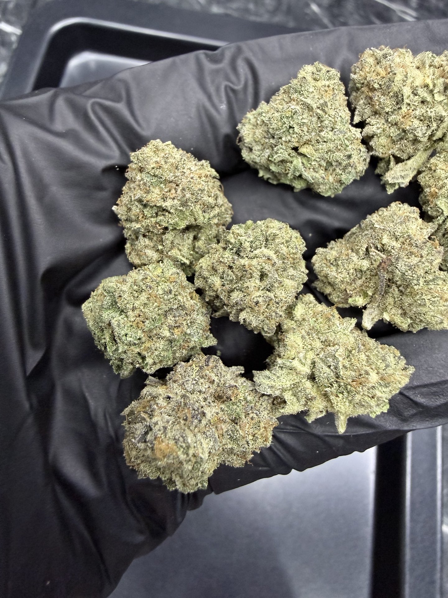Birthday Cake S1 By. Cannarado Genetics THC 25-30% - Image 3