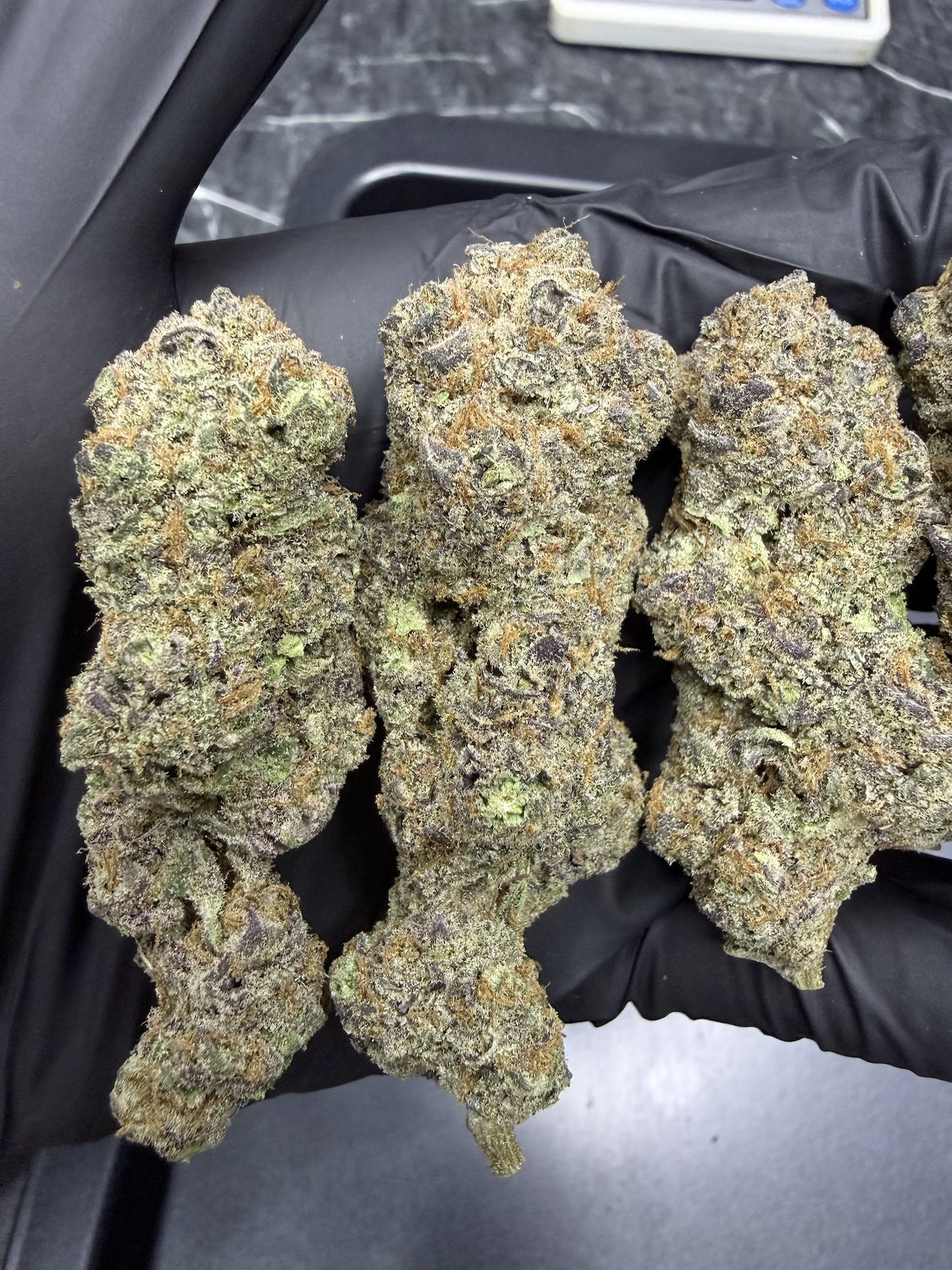 Golden Pussy By. The Grateful Seeds THC 25-30% ð - Image 5