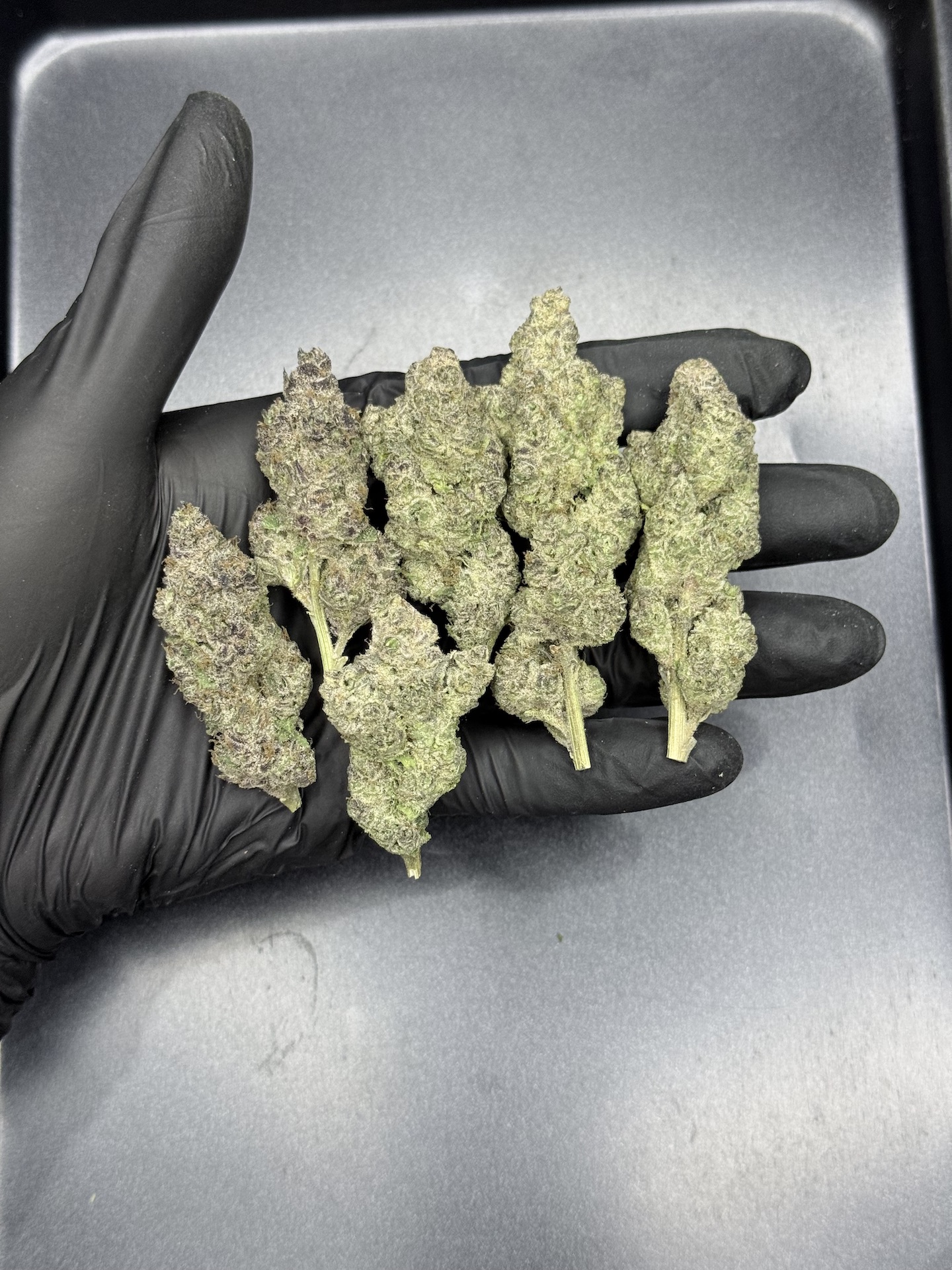 Oreo Blizzard S1 By. Copycat Genetix THC 35-36% ð - Image 2