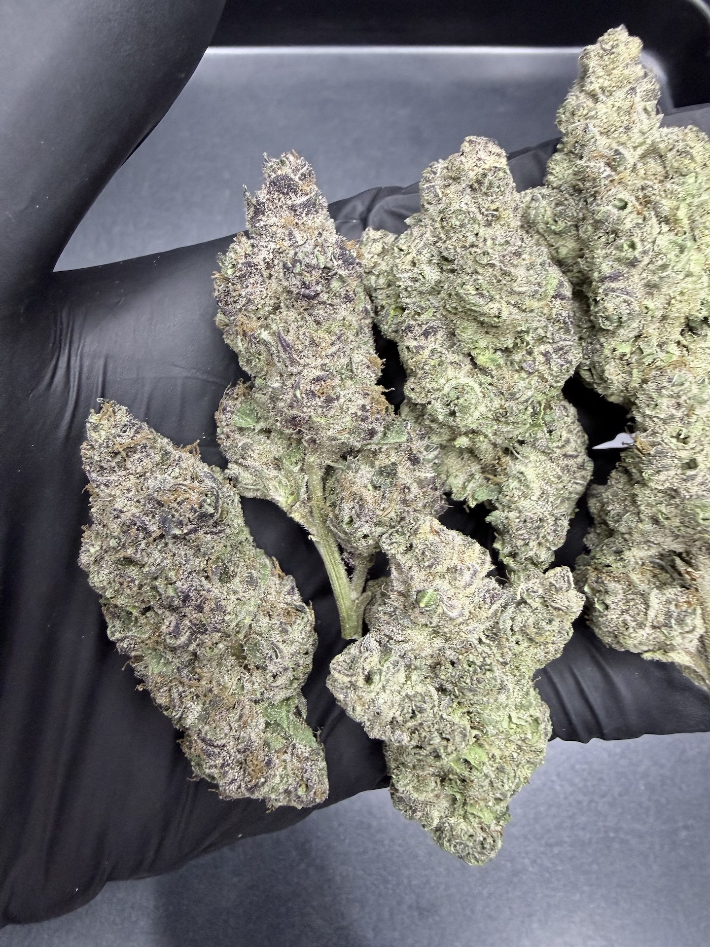 Oreo Blizzard S1 By. Copycat Genetix THC 35-36% ð - Image 4