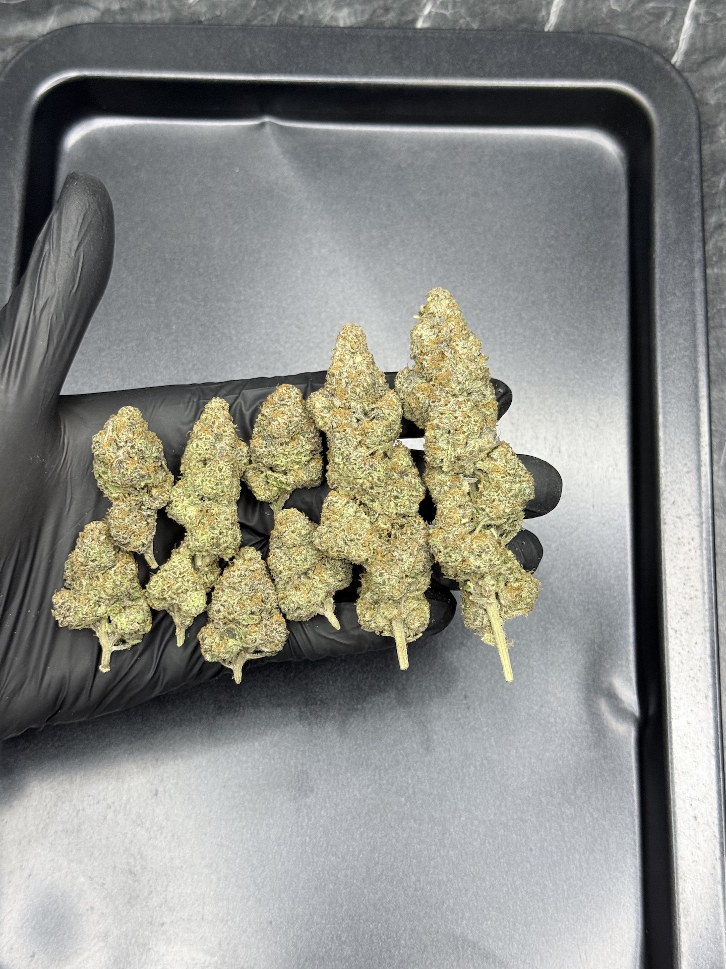 Wedding Crasher By. Symbiotic Genetics THC 25-30% ð - Image 2