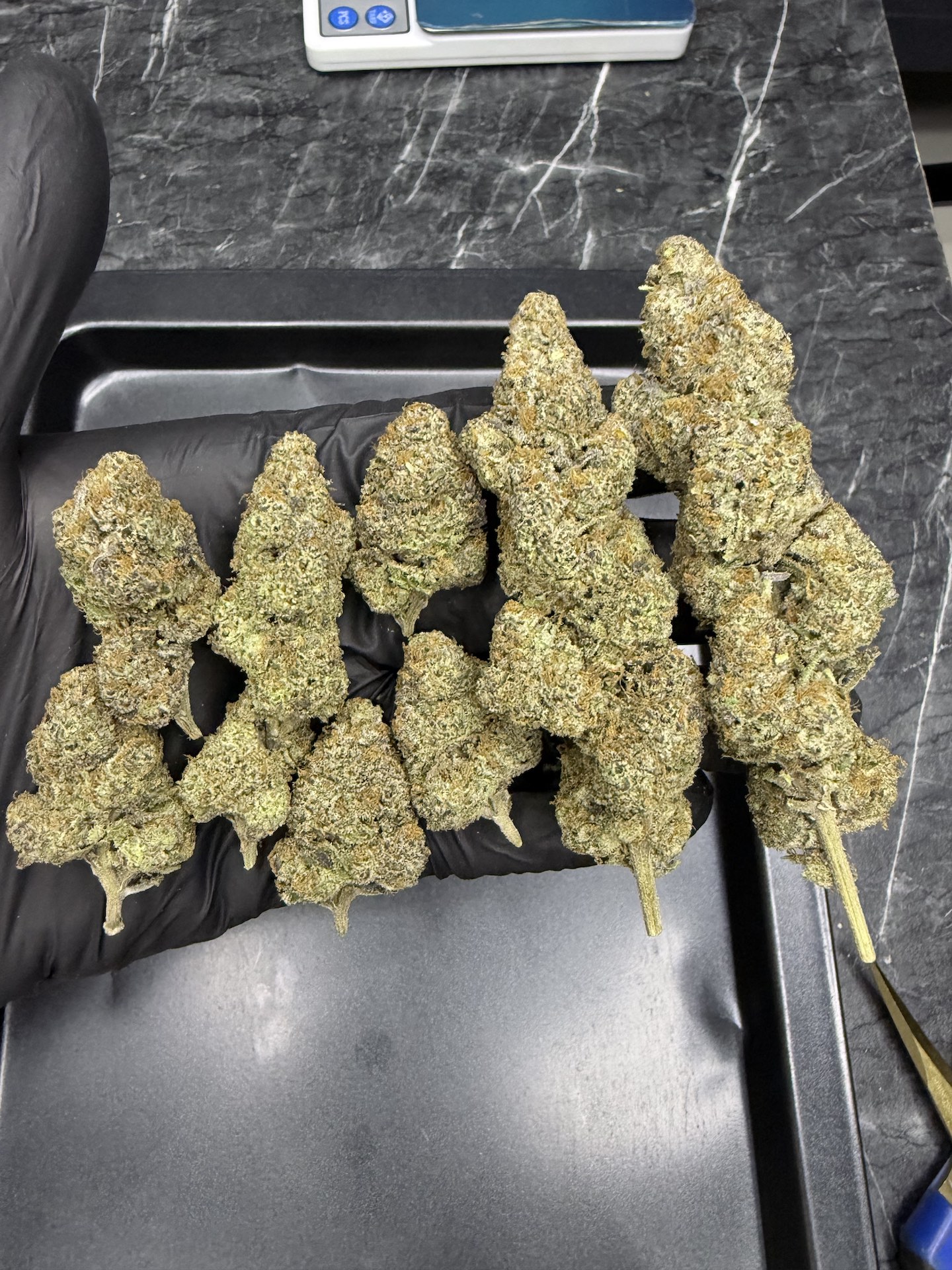 Wedding Crasher By. Symbiotic Genetics THC 25-30% ð - Image 3