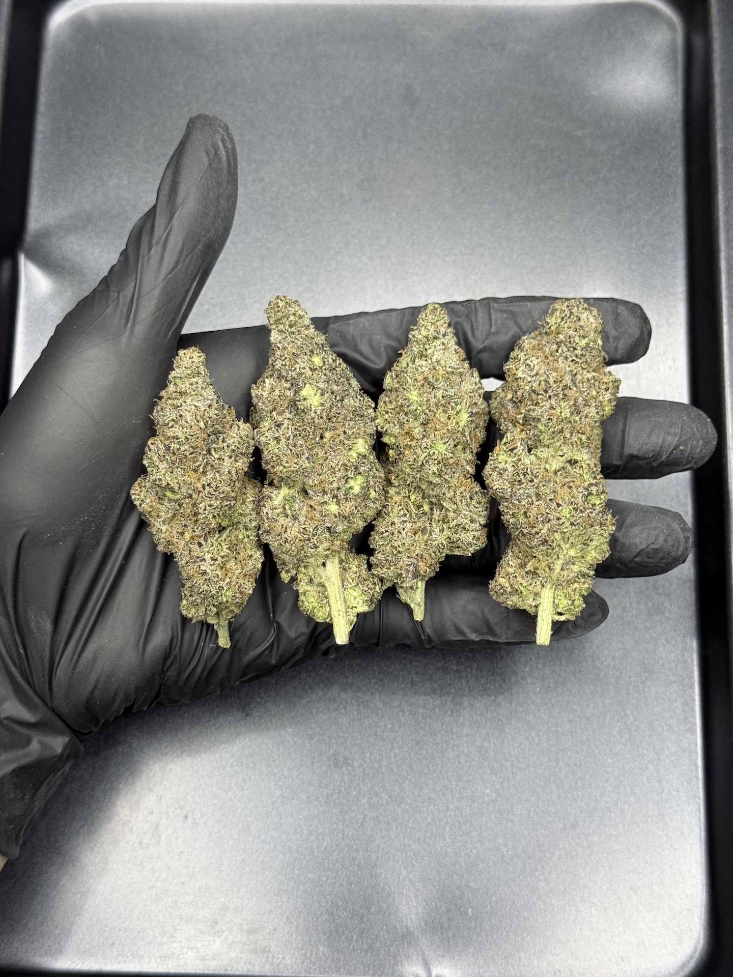 Gypsy Road By. Honey Sticks Genetics THC 30%+ 🌕 - Image 2