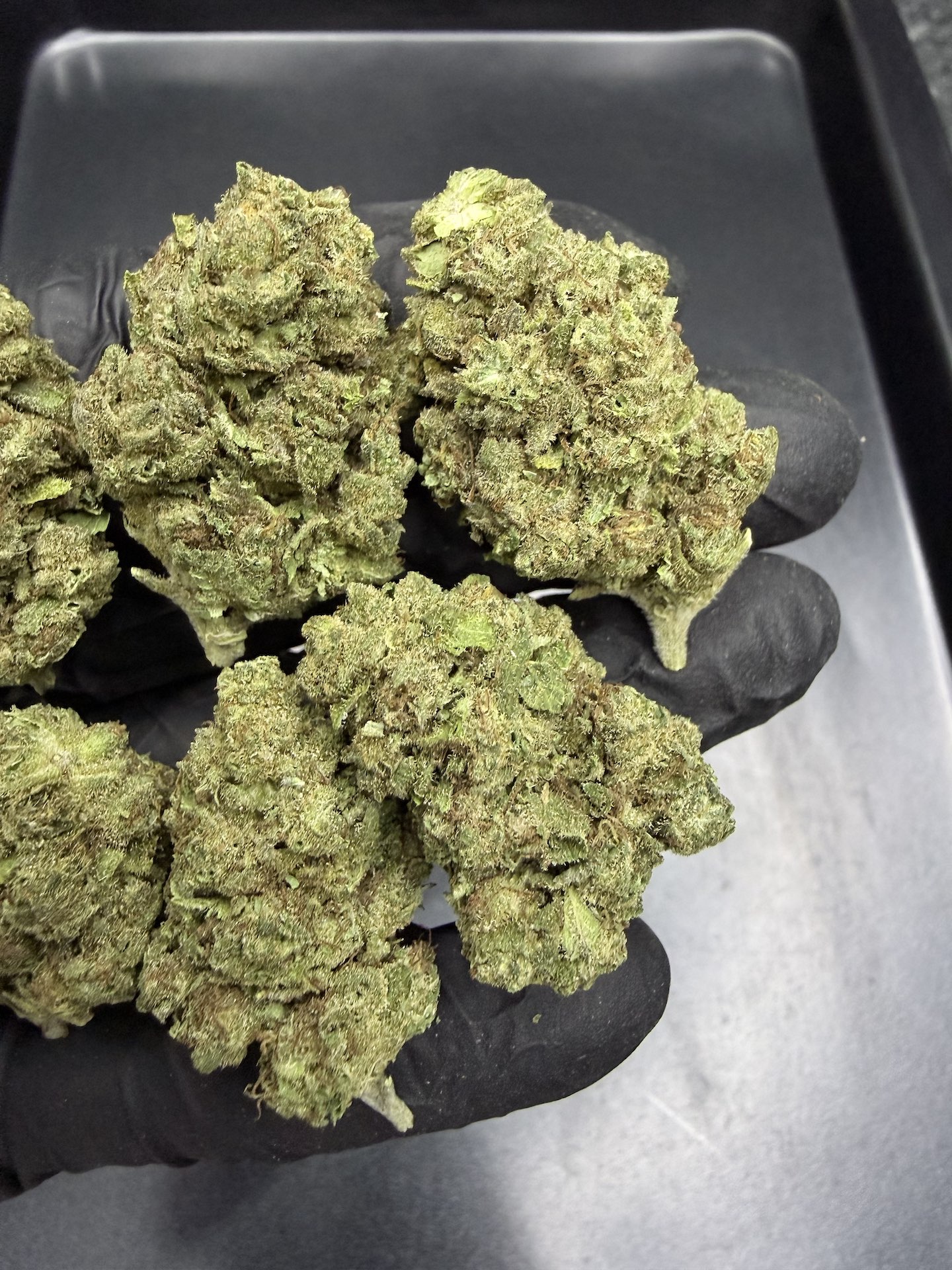 OG Kush THC 25%+ ðļ - Image 4