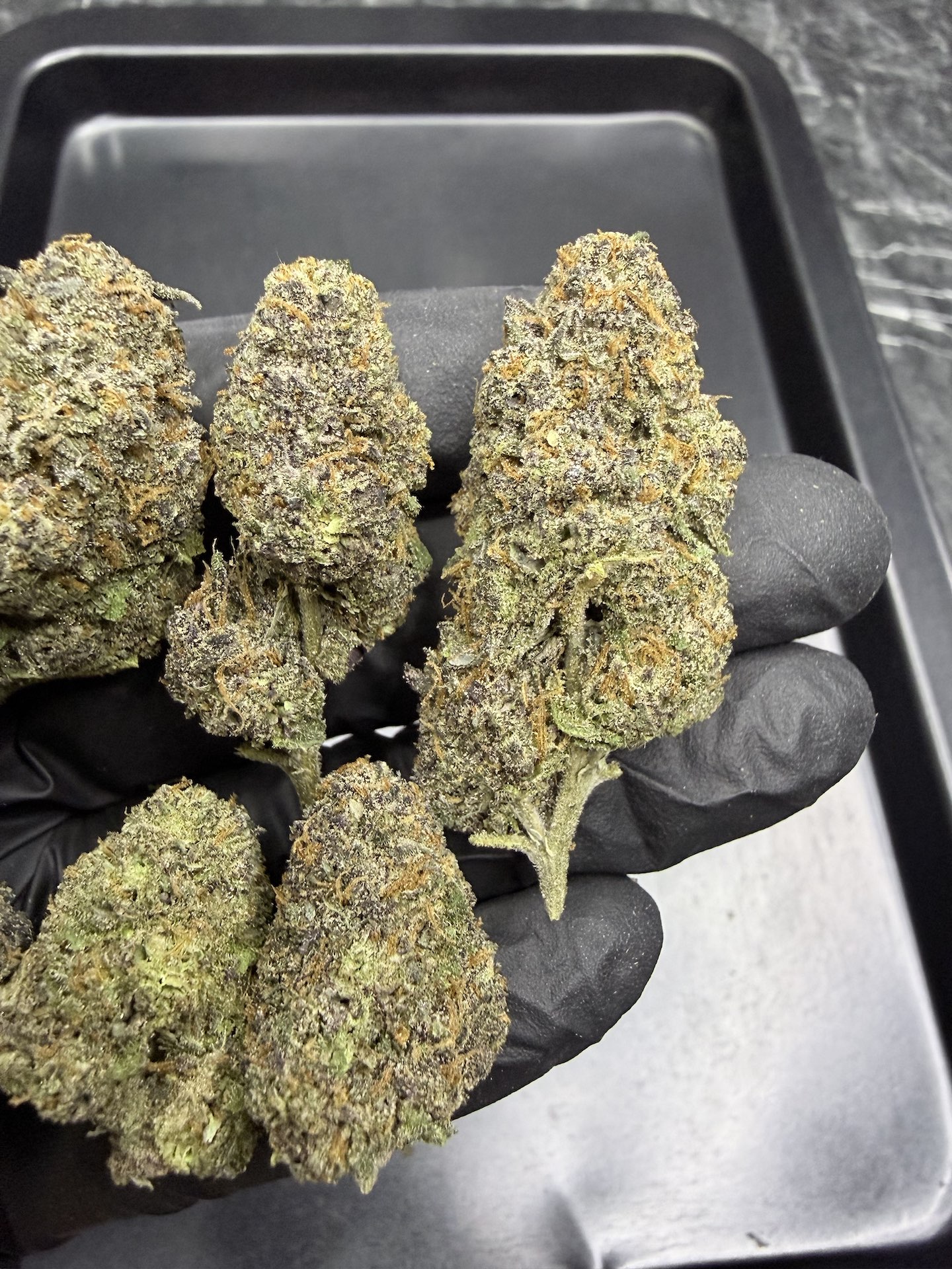 Gelato #41 By. Cookie Fam Genetics THC 25-30% ð - Image 4