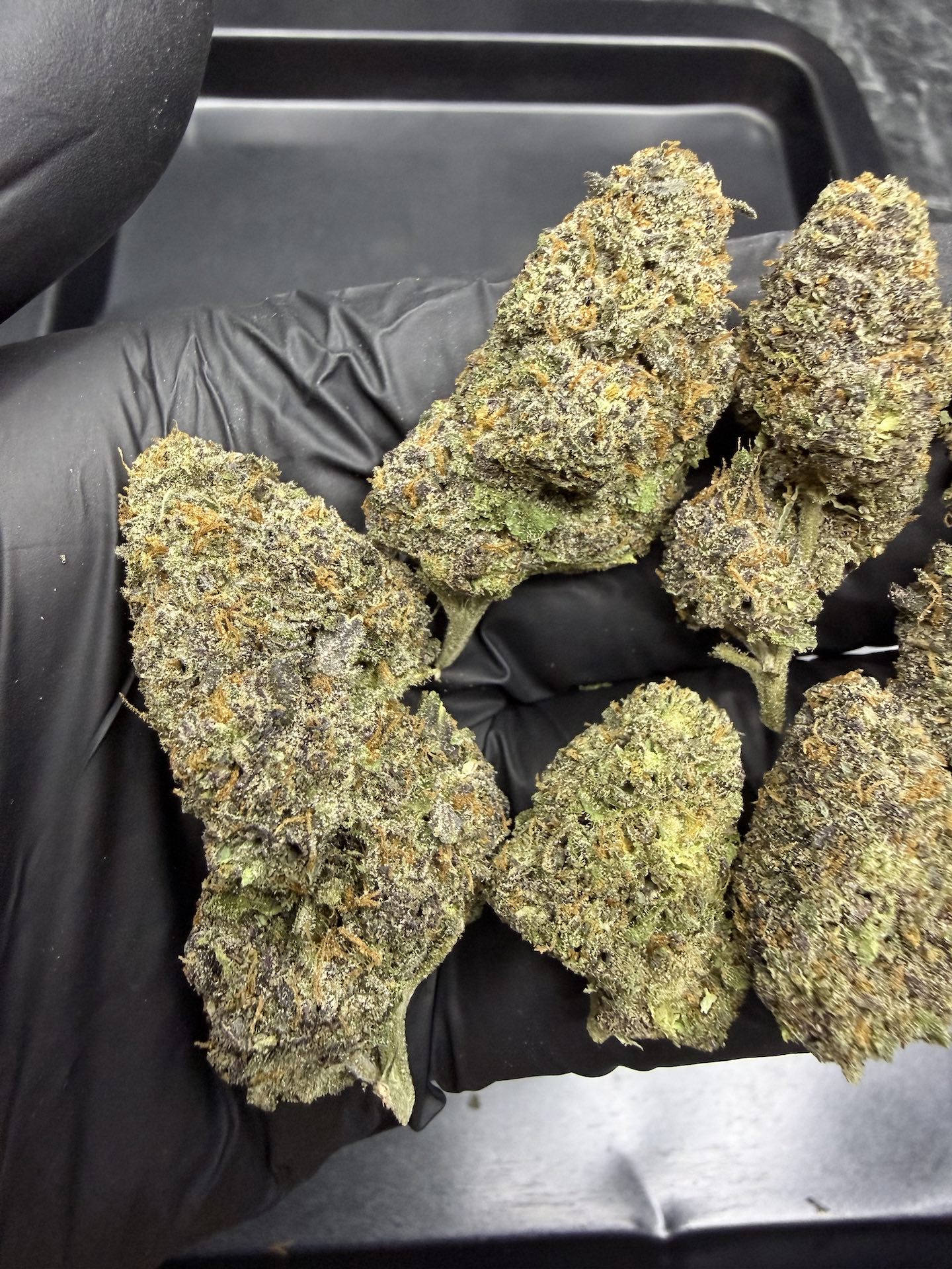 Gelato #41 By. Cookie Fam Genetics THC 25-30% ð - Image 5