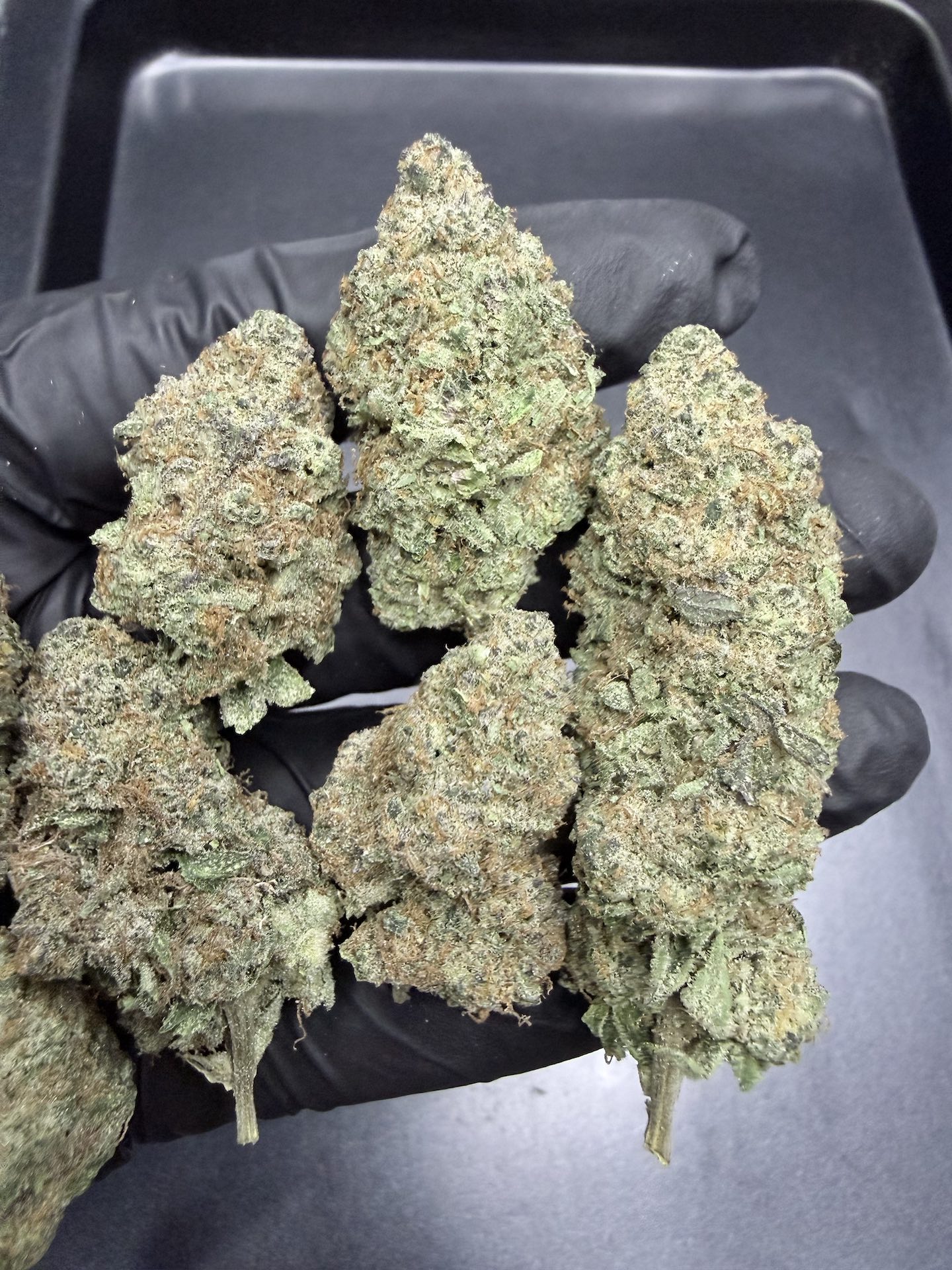 Mandarin Sunset By. Ethos Genetics THC 25-30% ð - Image 4