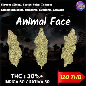 Animal Face By. Seed Junky THC 30%+ 🌕