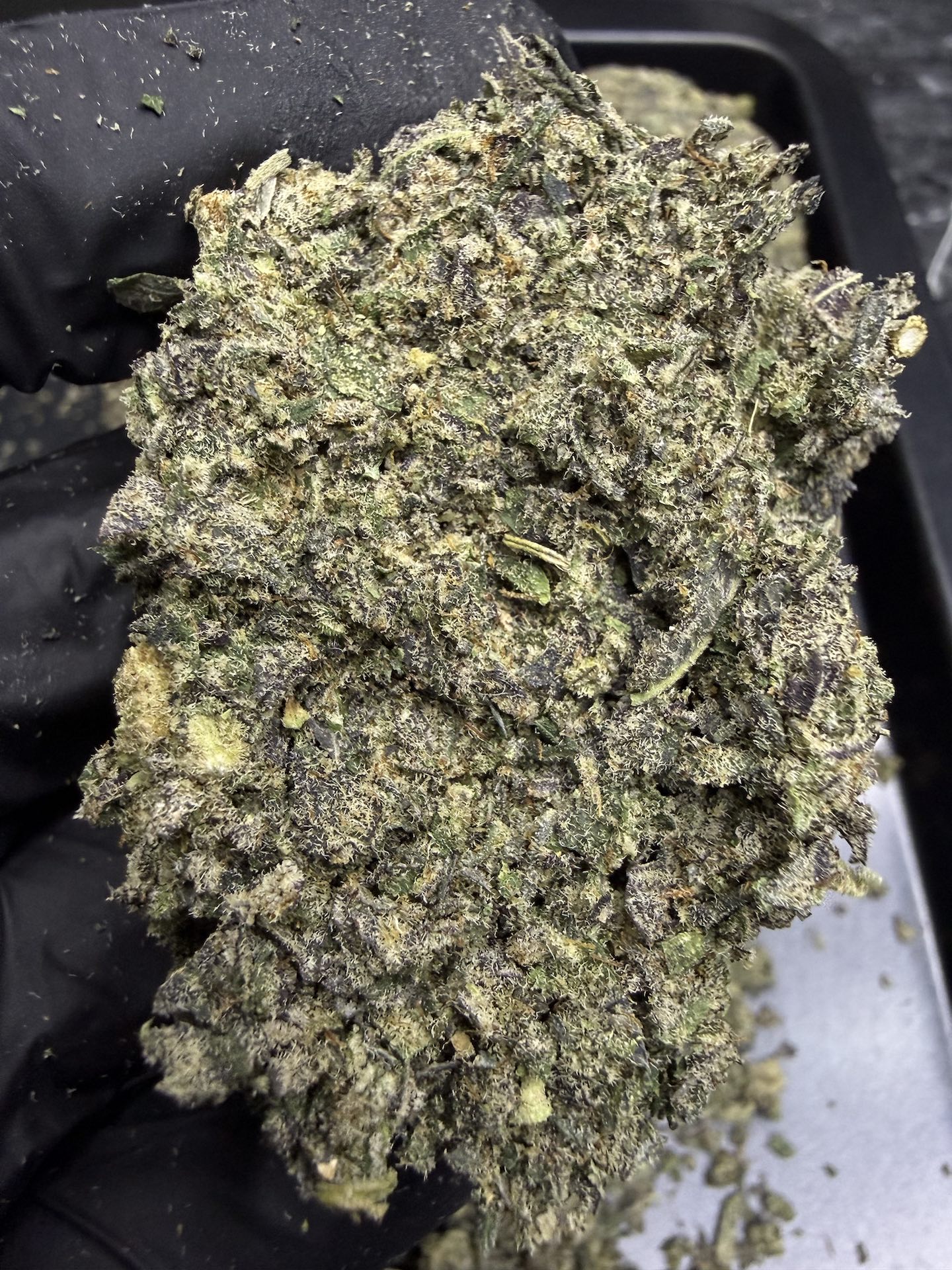 ทริม+ดอกแตก Detroit Cherries By. Tiki Madman THC 25-30% - Image 5