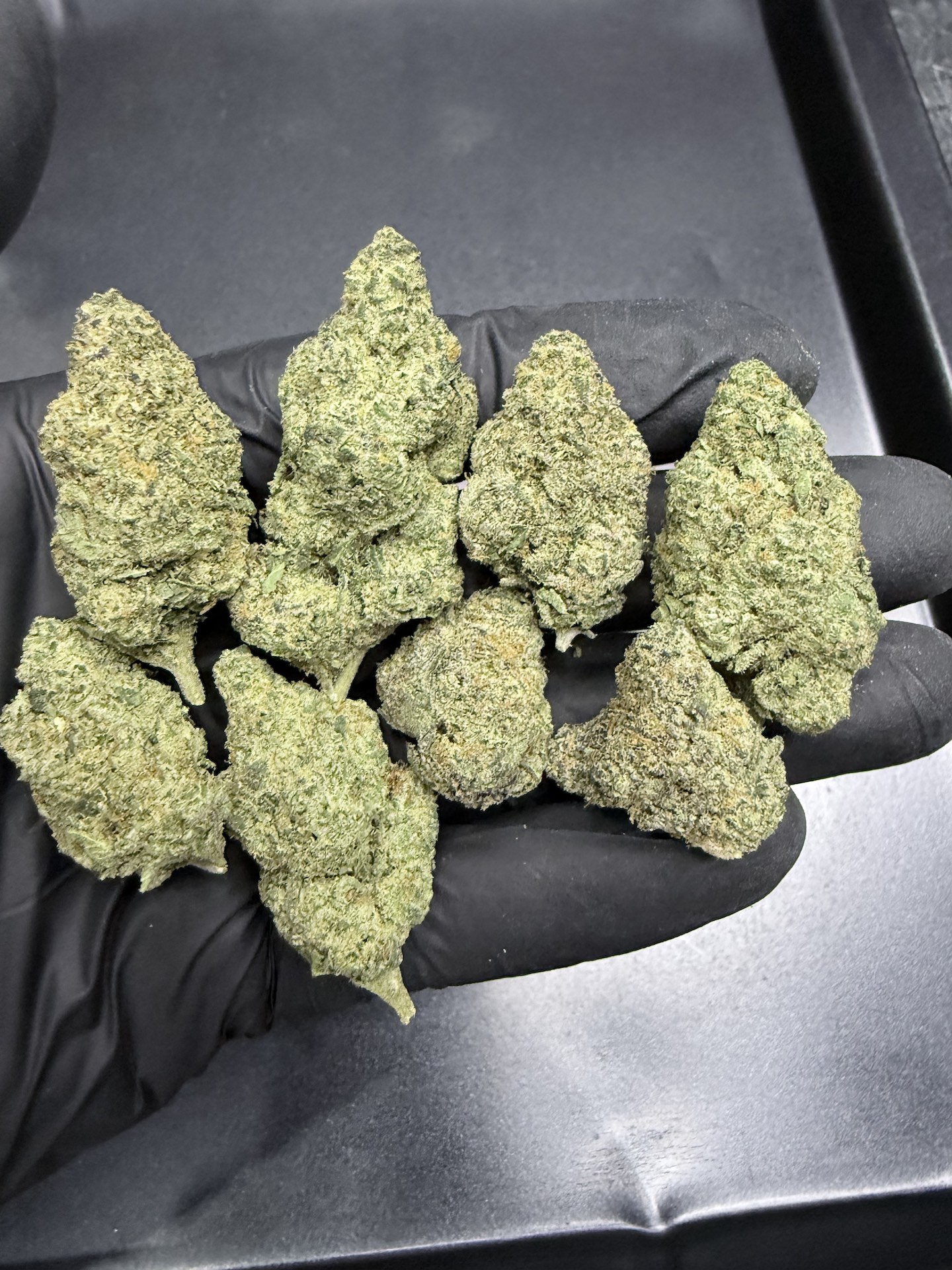 Miami Mami By. Solfire Gardens THC 25-30% ð - Image 2