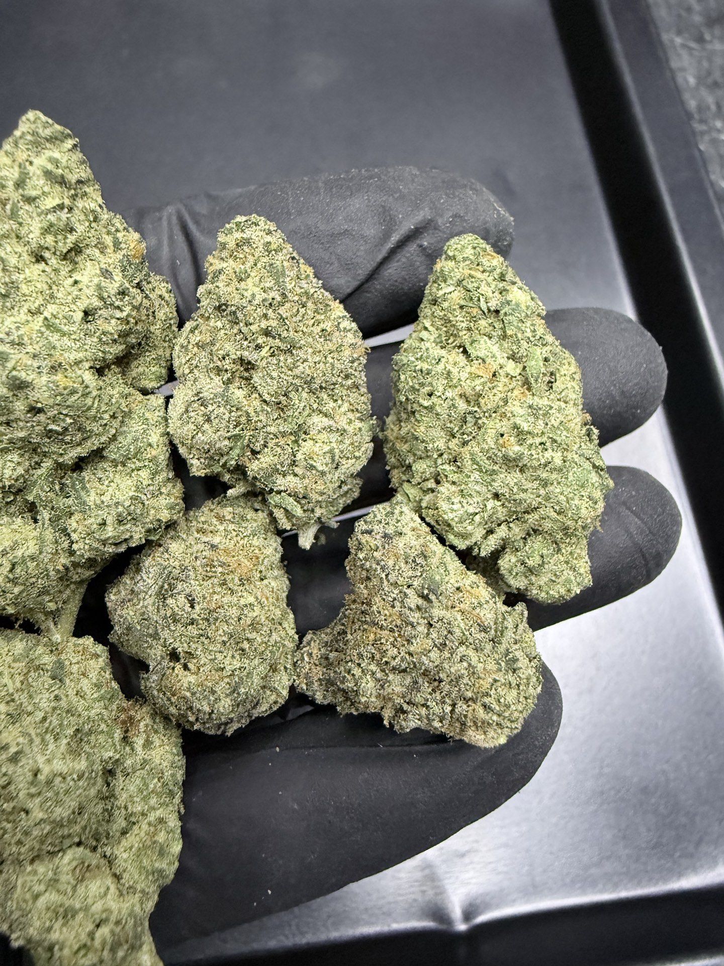 Miami Mami By. Solfire Gardens THC 25-30% ð - Image 3