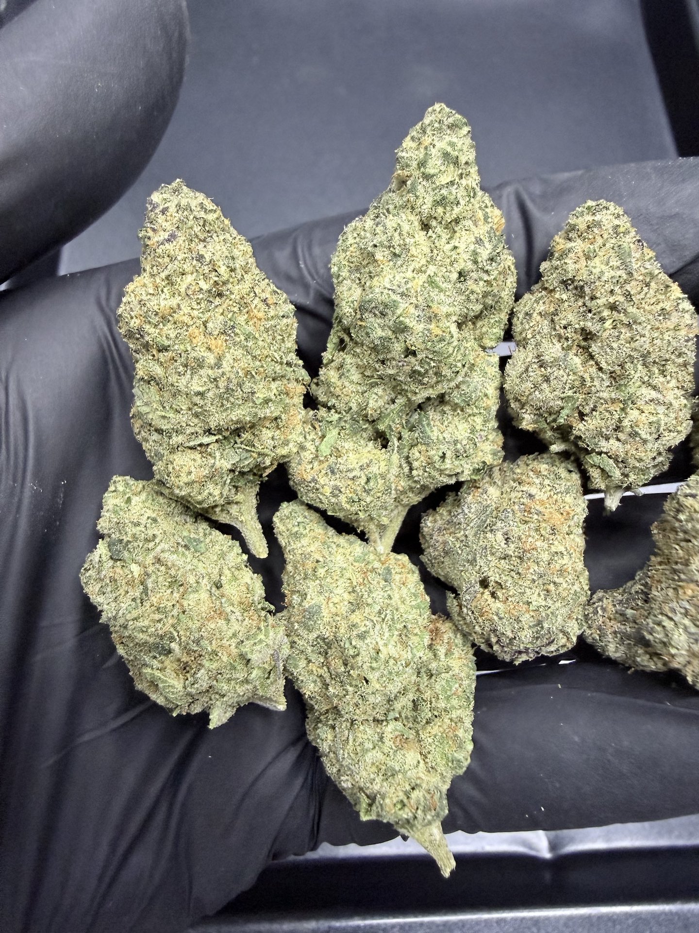 Miami Mami By. Solfire Gardens THC 25-30% ð - Image 4