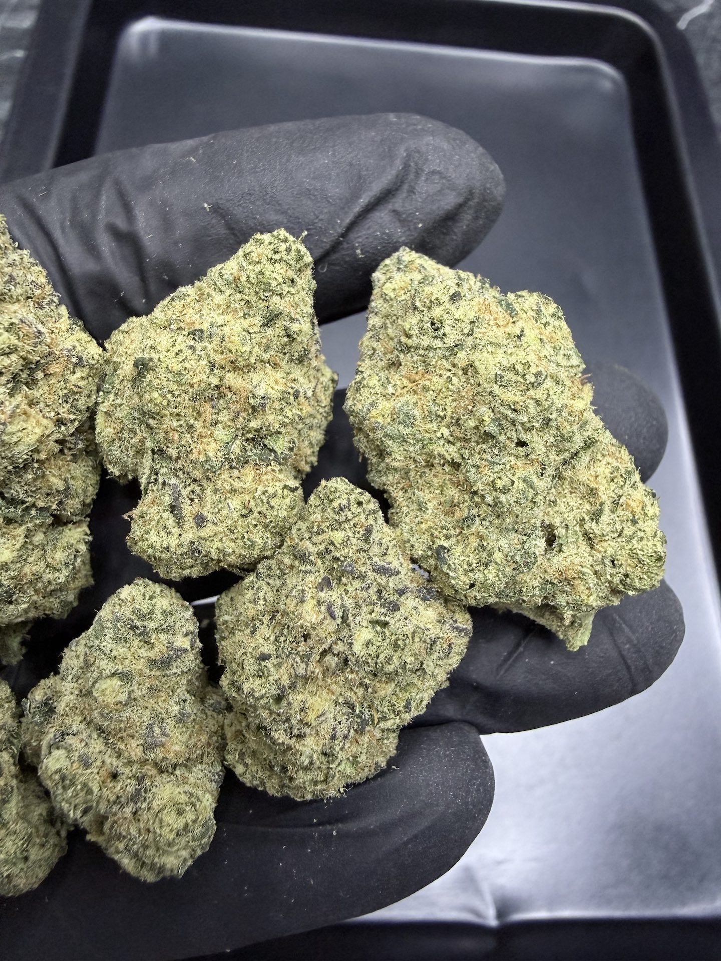 Sugar Cane By. In House Genetics THC 25-30% ð - Image 3