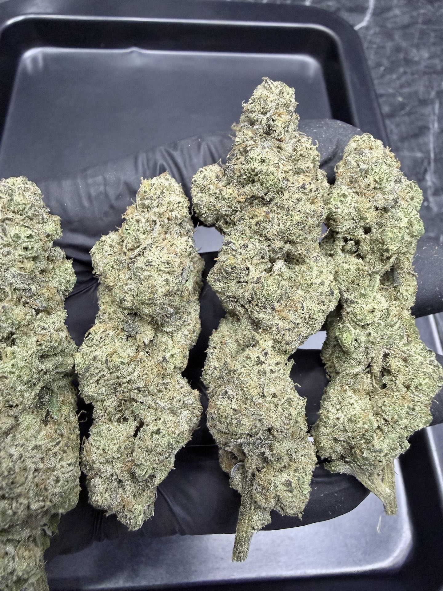 Banana Milk S1 By. Copycat Genetix THC 35-36% ð - Image 3