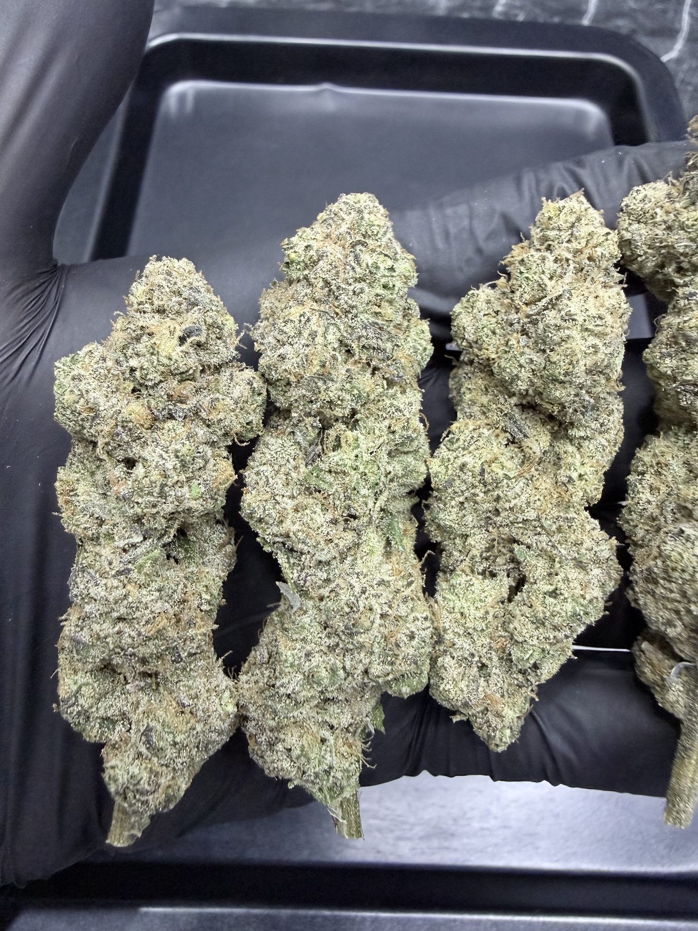 Banana Milk S1 By. Copycat Genetix THC 35-36% ð - Image 4