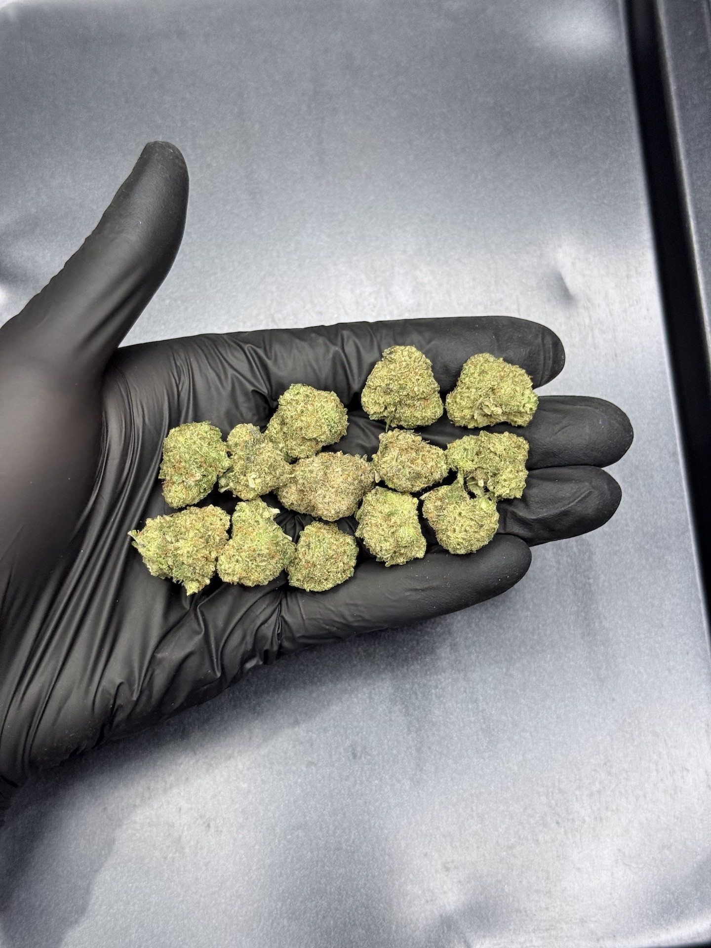 Rollins By. Swamp Boy Seeds THC 25-30% ð - Image 5