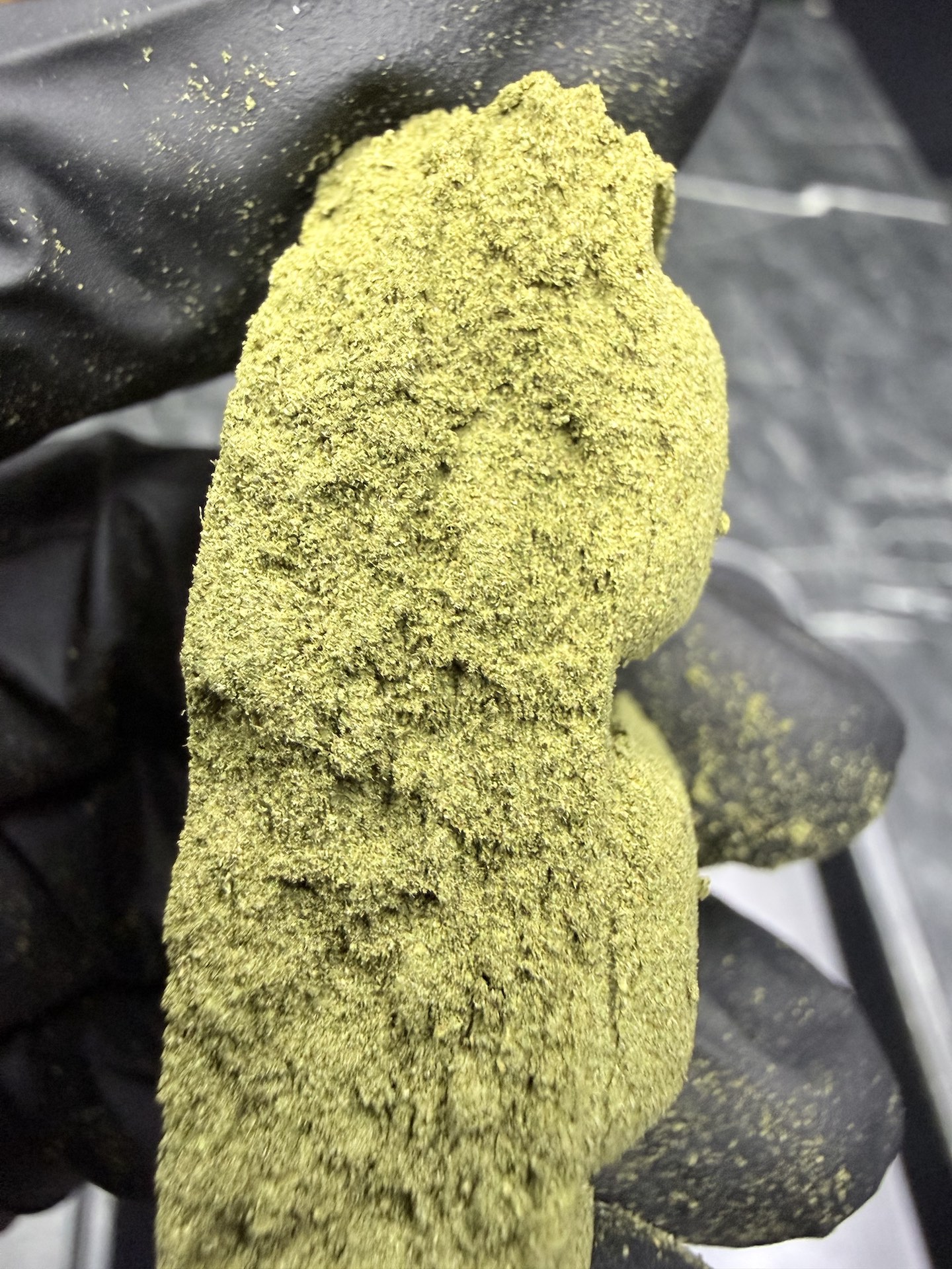 Kief (คีฟ) Apples & Bananas By. Compound Genetic THC 50-60% 🚀 - Image 4